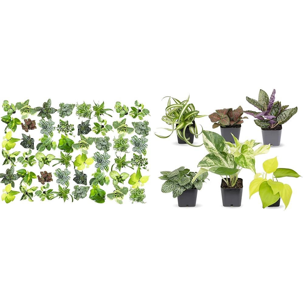 Easy to Grow Houseplants (48 Pack) Live House Plants in Plant Containers, Growers & Easy to Grow Houseplants (Pack of 6), Live House Plants in Containers, Growers Choice Plant Set in Planters