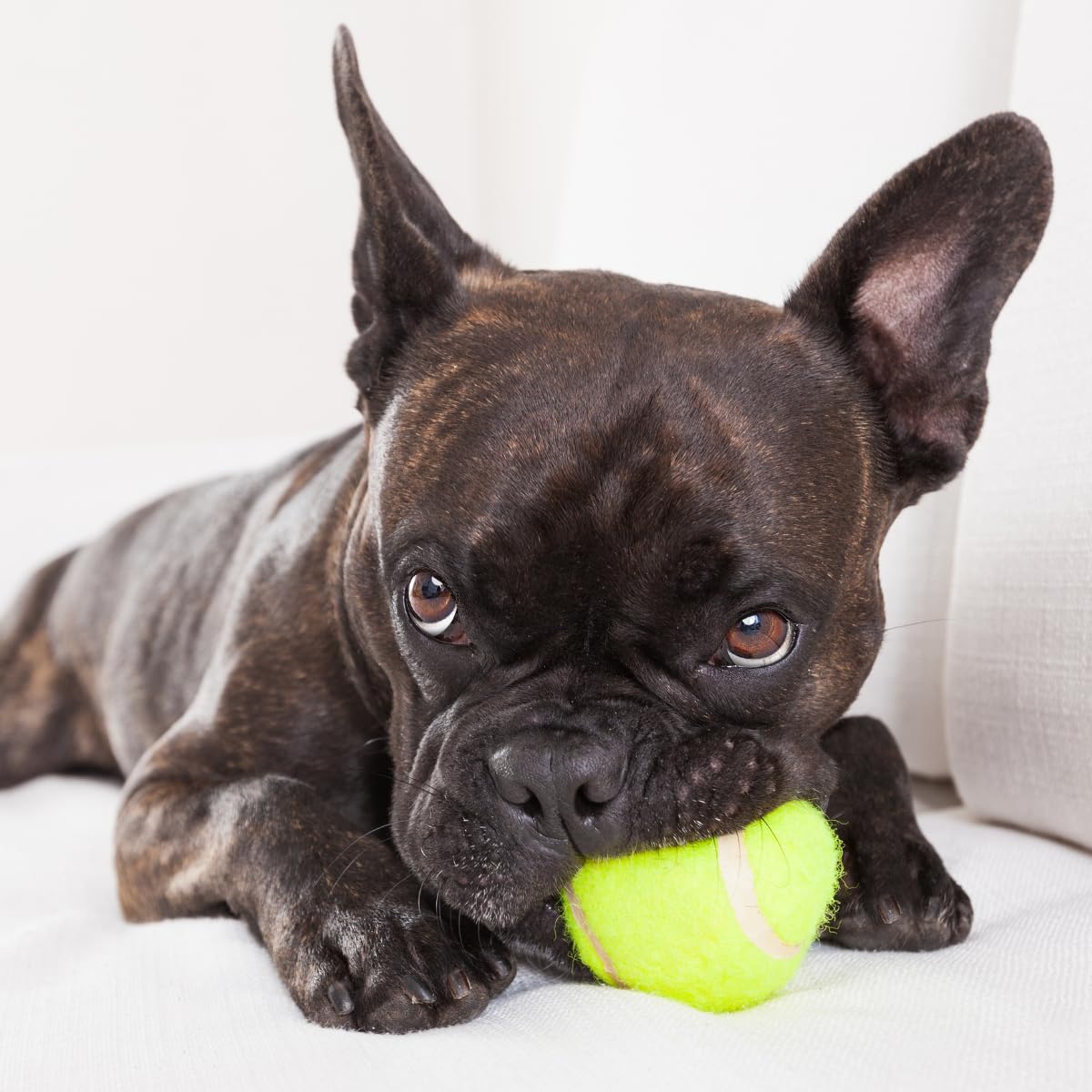 Big Game Hunters Indestructible Dog Toy – 20-Pack Durable Tennis Balls for Dogs – Interactive Puppy Teething Aid Ball - Pet Toys - Puppy Pack