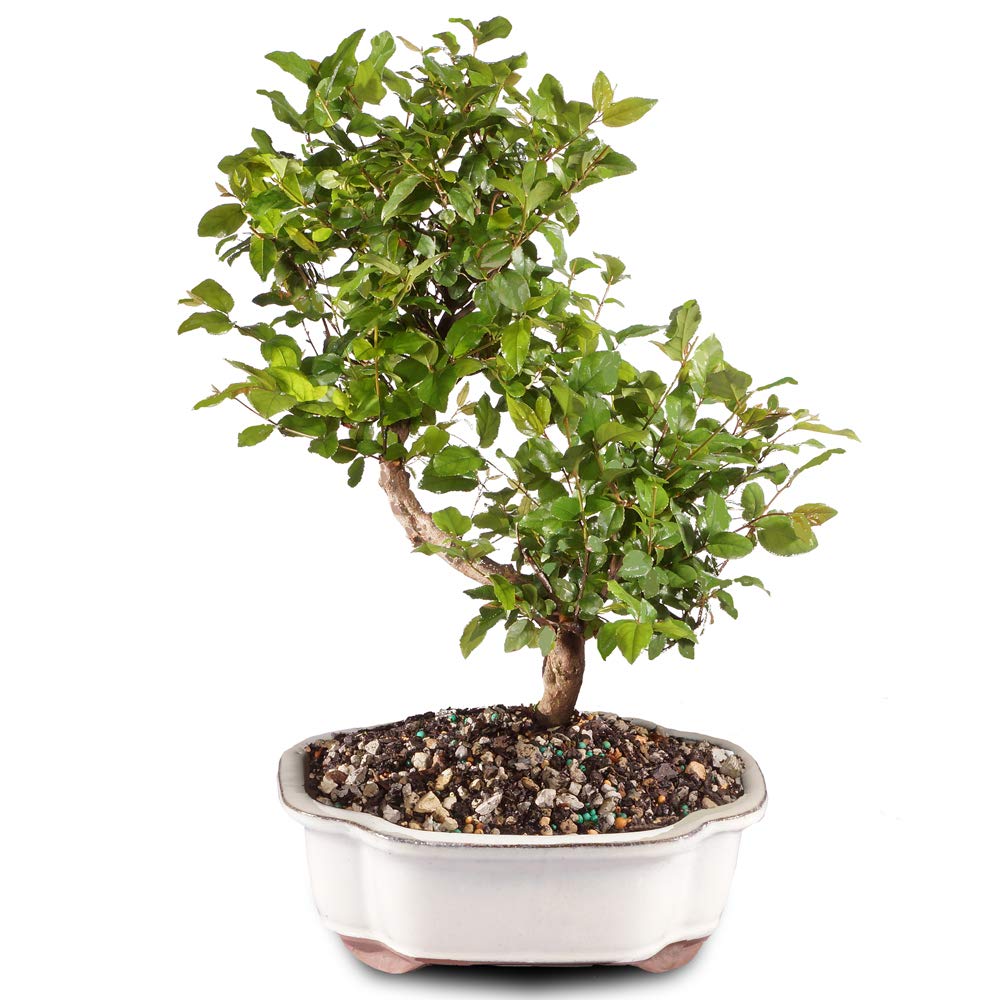 Brussel's Bonsai Live Chinese Sweet Plum Bonsai Tree - 5 Years, 6 to 10 in - Indoor Bonsai in Ceramic Bonsai Pot