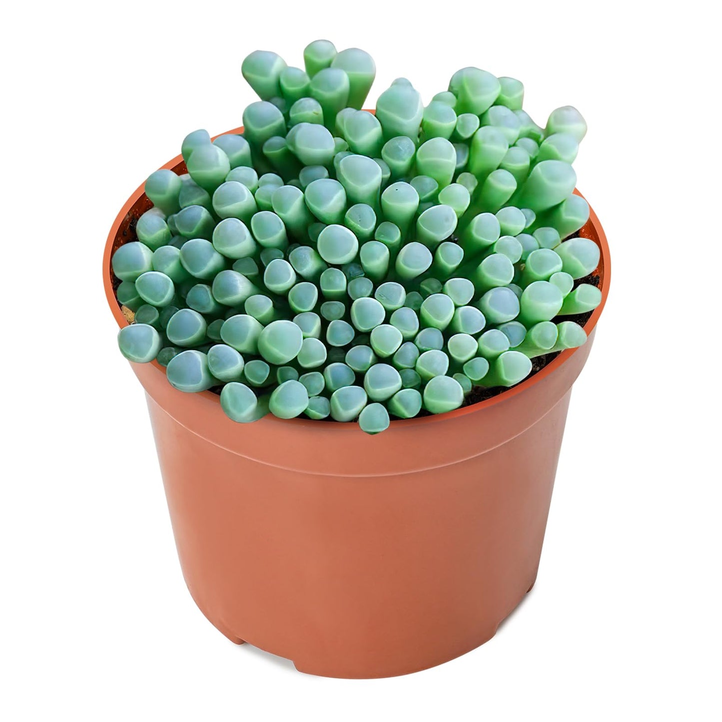 Sprout N Green Baby Toes, Live Succulent Fenestraria rhopalophylla Fully Rooted in 4 inch Nursery Pot, House Plant Home Office Wedding Decoration DIY Projects Party Favor Baby Shower