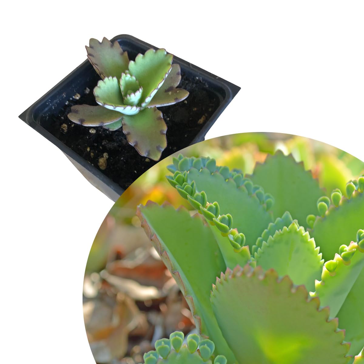 Organic Mother of Millions Plant (Kalanchoe laetvirens) Live Plant in 2.5 inch Pot | Amazing Succulent Easy-to-Grow by Smoke Camp Crafts