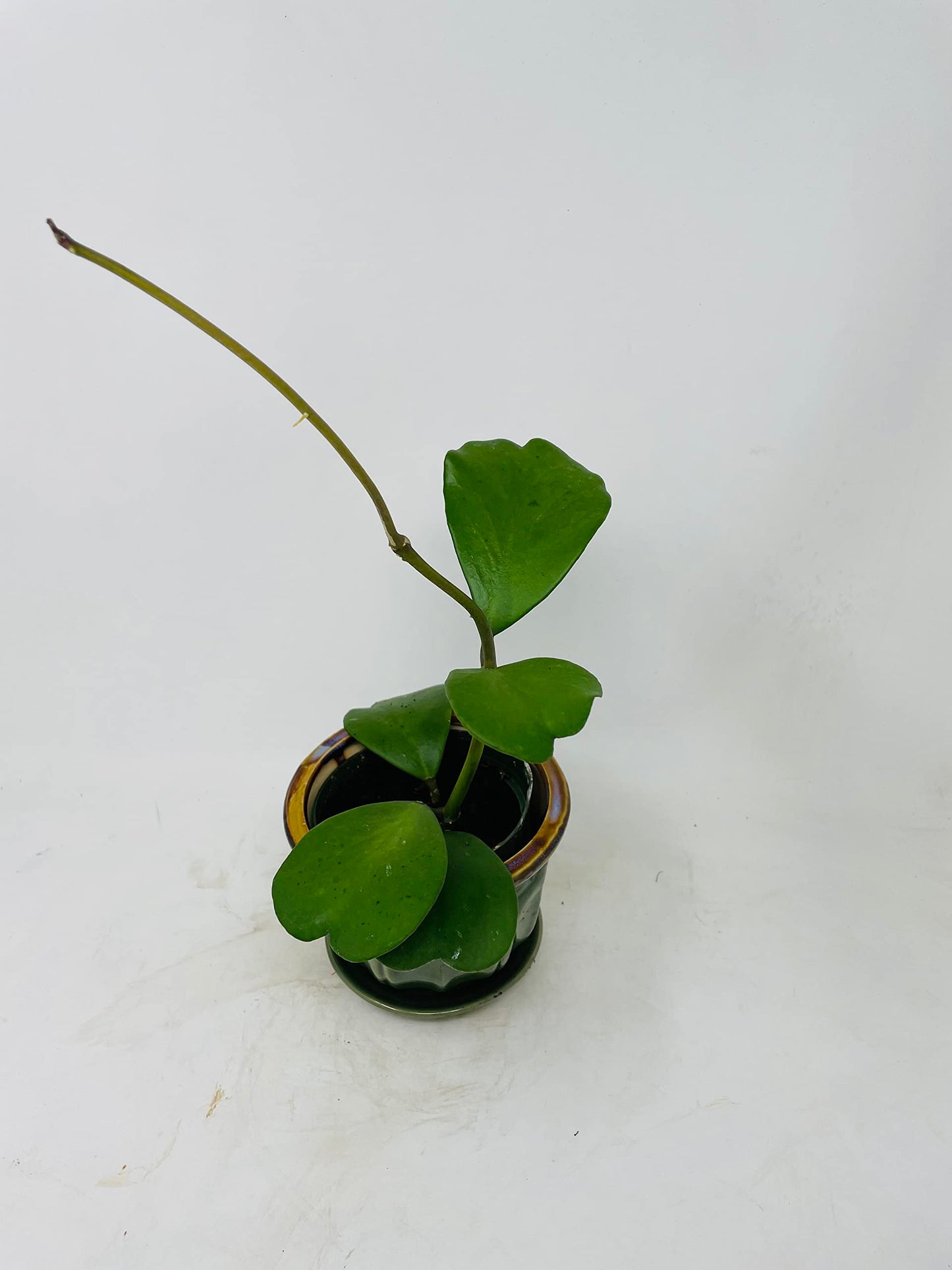 Green Hoya Kerrii Heart / Original Sweetheart Plant / Heart Shaped Succulent with Ceramic Pot / Saucer