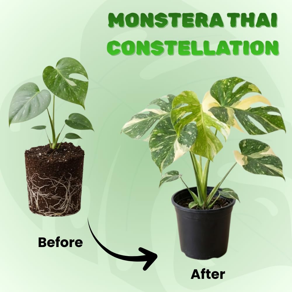 Constellation Monstera Plant Live, Variegated Thai Monstera Deliciosa, Variegated Leaves, Live Indoor Plant, 4–6 Inches Starter Plant for Indoor Houseplant