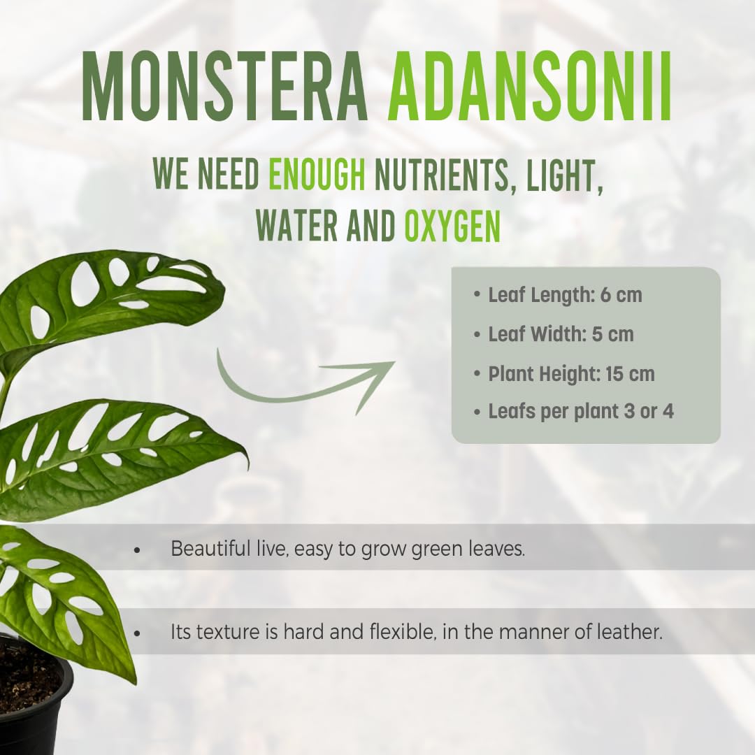 LEAL PLANTS ECUADOR Monstera Adansonii Swiss Cheese Plant (Pack of 2) Indoor houseplant | Live Plant Easy to Grow Indoor| Air Purifying Indoor Plant, Unique Gift for Plant Lovers