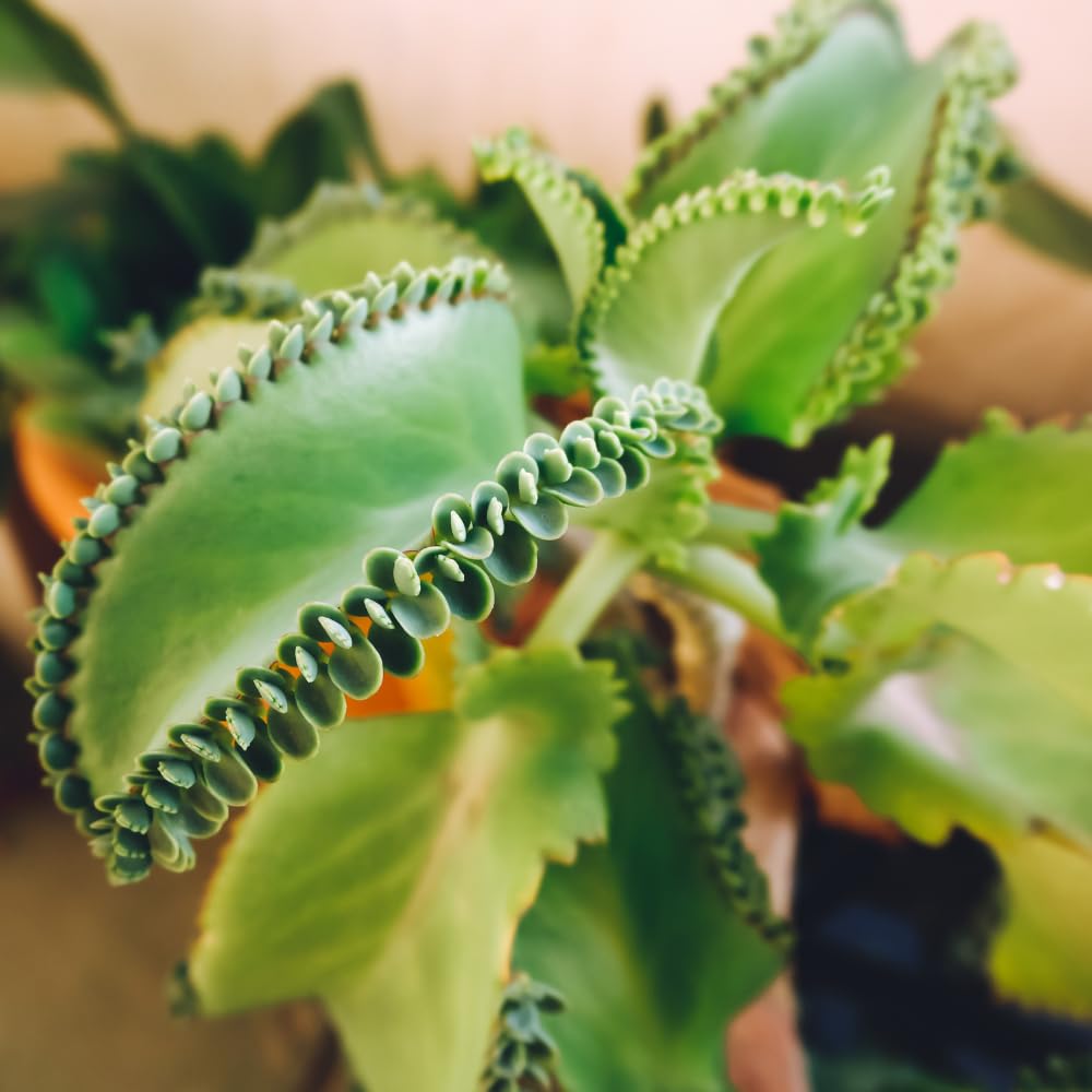 HTKOMA Kalanchoe Mother of Thousands Plant Live in 4 Inch Pot, Kalanchoe Succulent Live Plants Indoor Outdoor, Kalanchoe Plants Live