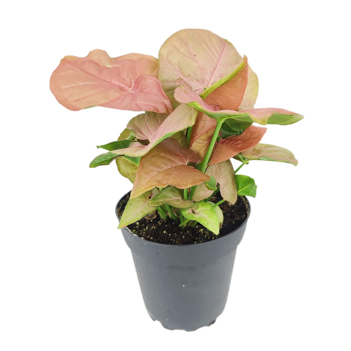 Live Houseplant 4" Syngonium Neon Robusta - Easy Care Indoor Plant - House Plants Indoors Live - Low Light House Plants - Plants Live Houseplants - Air-Purifying Houseplant for Gift or Home Decoration