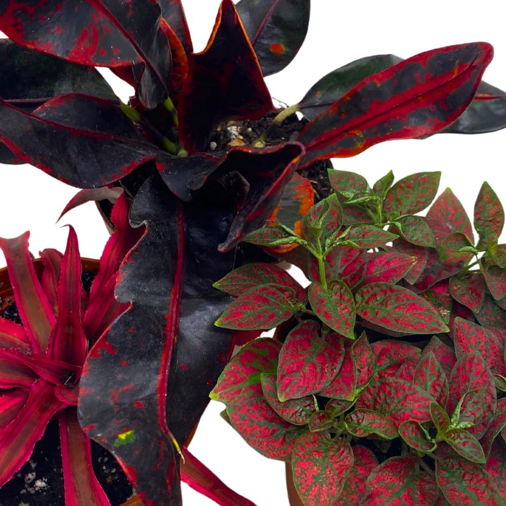BubbleBlooms Red House Plants Foliage Assortment Set of 3 in 4 inch pots