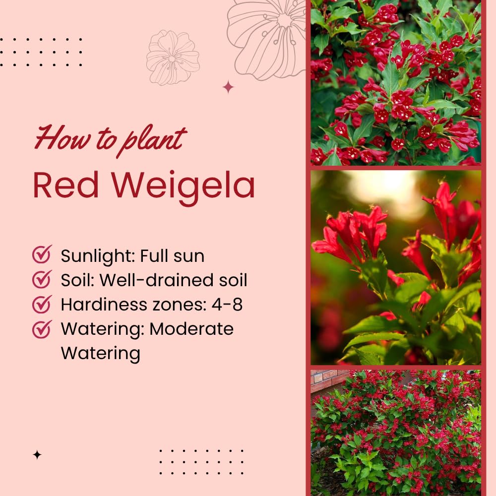 Red Weigela Live Plant Blooming Shrub, 1-2 Ft Hardy Dormant Perennial Flowering Bush for Garden Borders