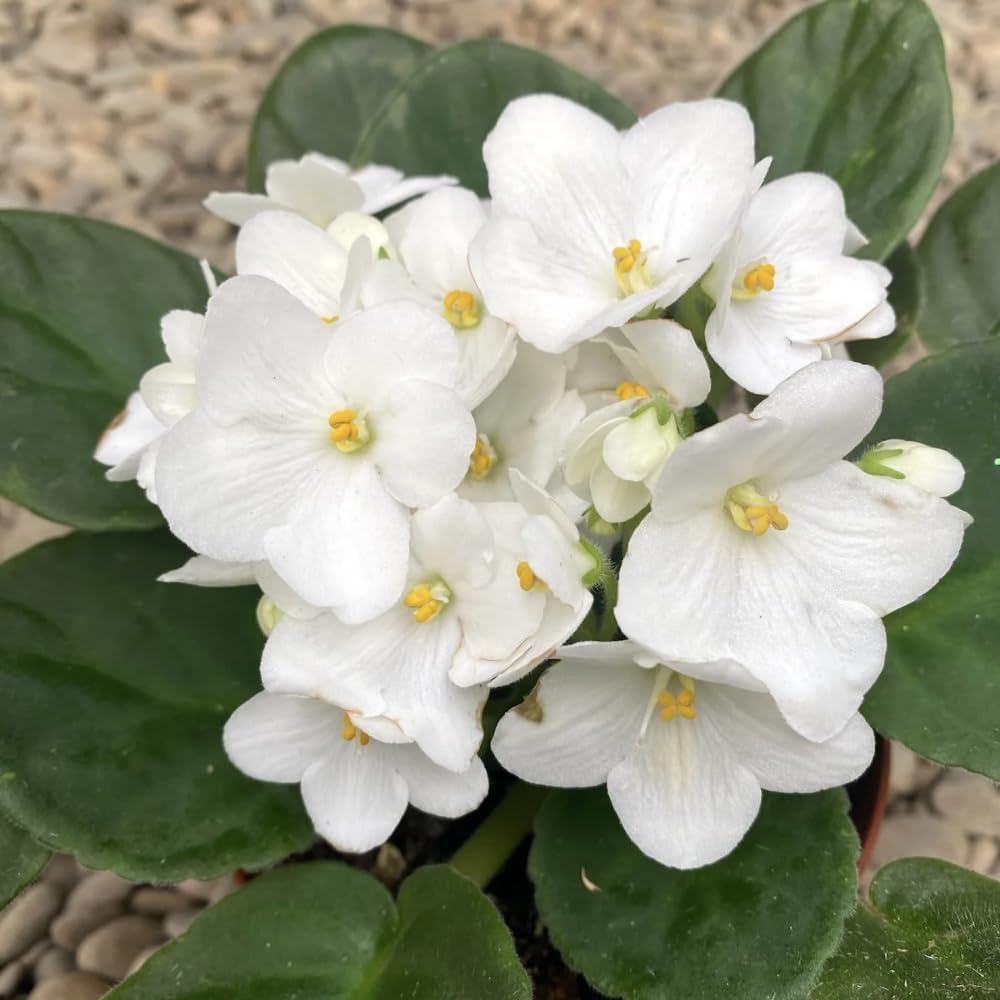 African Violet Live Plant in 4" Pot, White African Violets Plants Houseplant Well-Rooted, Indoor Outdoor Blooming, Holiday Flower Bush