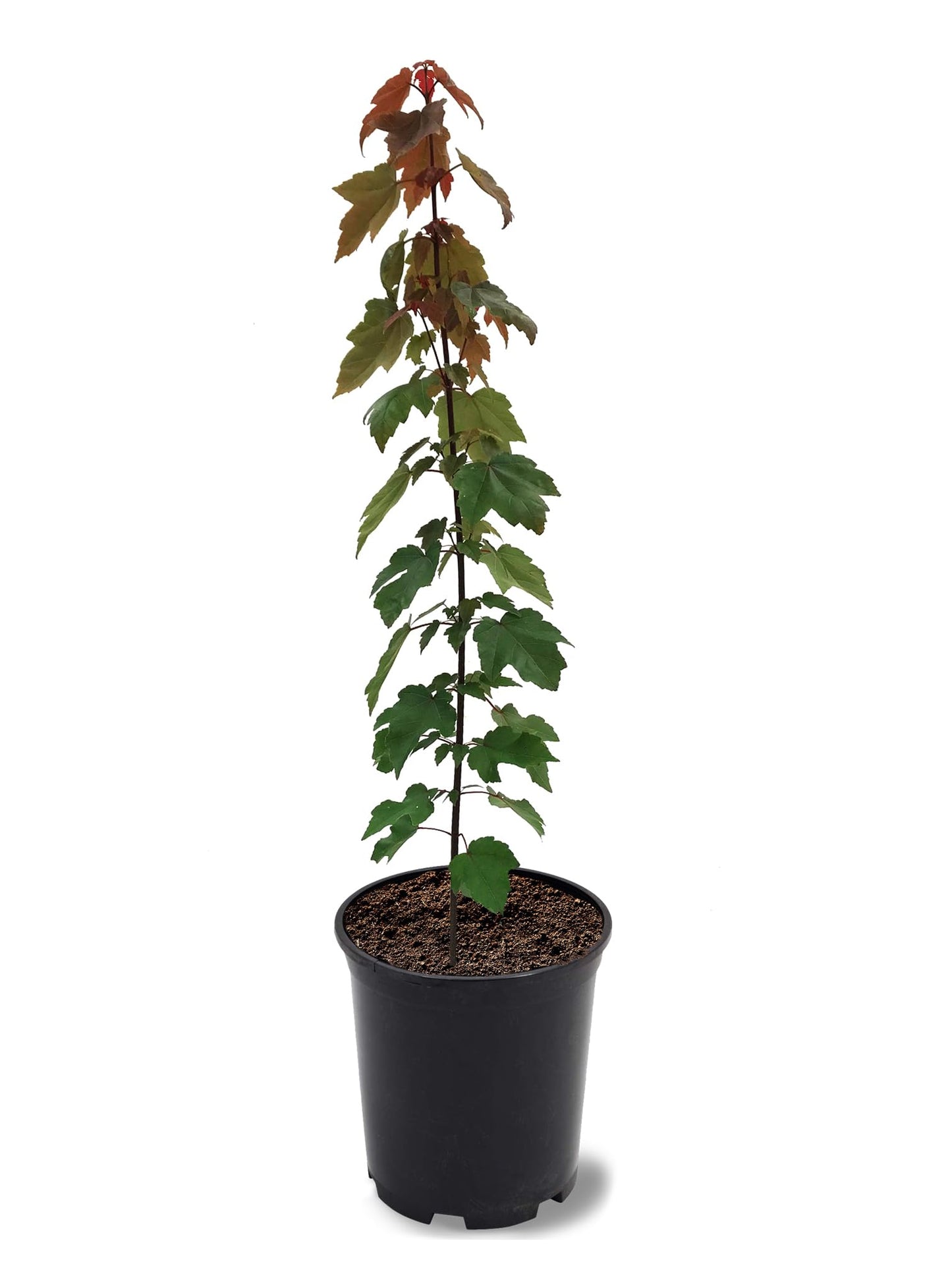 American Plant Exchange Summer Red Maple Tree, 1 Gallon Pot, 1-1.5ft Tall, Live Outdoor Landscape Garden Plant, Stunning Red Leaves and Fall Foliage, Fast Growing, Easy Care