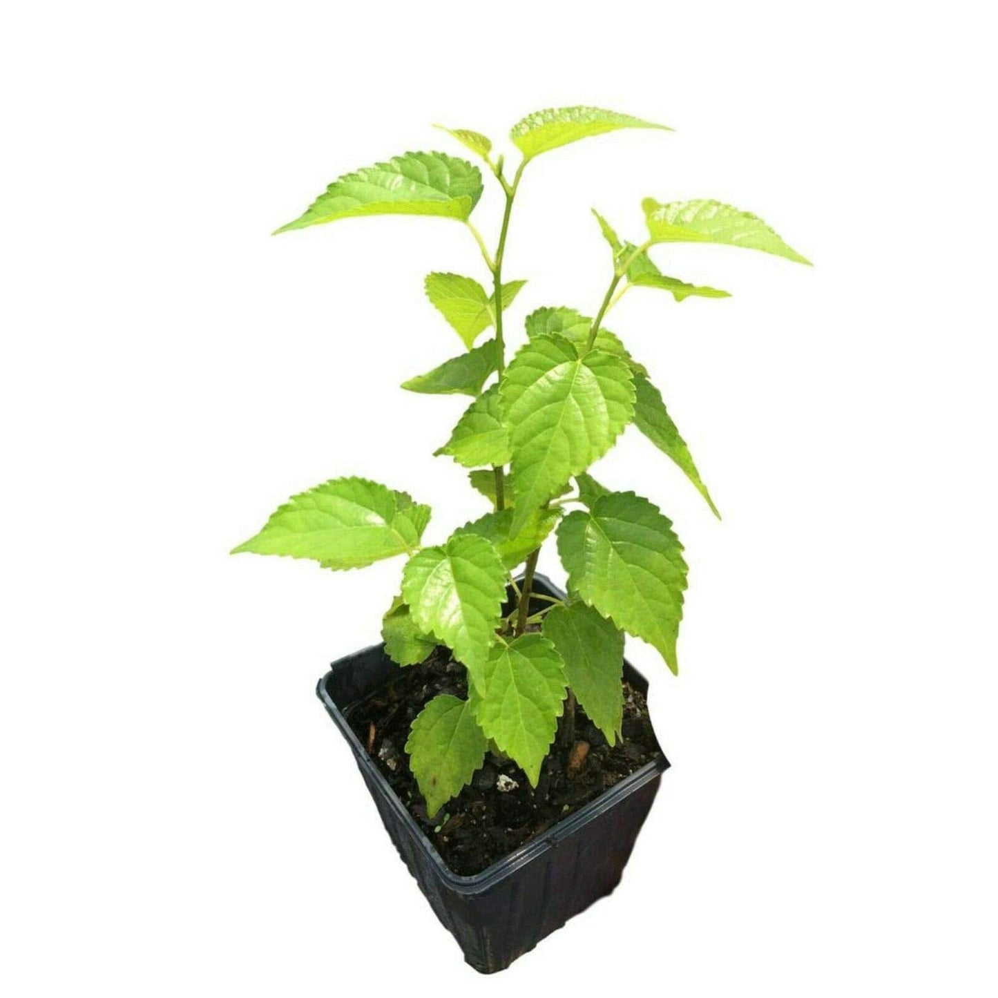 Live Plant - Dwarf Mulberry ‘Dwarf Everbearing’ (Morus nigra)