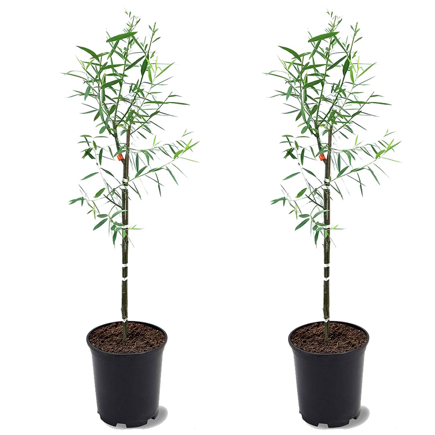 Weeping Willow, Deciduous, Fast-Growing, Shade Tree, 2-3 ft Tree Height, 1 gal Nursery Pot (Due to Agricultural Laws, we Cannot Ship to CA, AZ, AK, or HI), 2 Trees