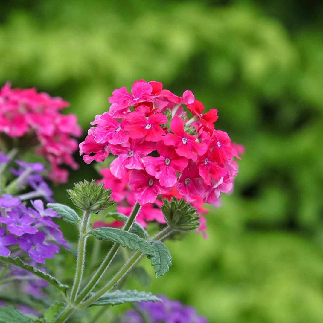 Pack 2 Pink Perennial Verbena Plants, Pink Verbena Live Plants, Verbena Flower Trailing Plants Live for Planting, Pink Verbena Plants in Zones 7 to 11