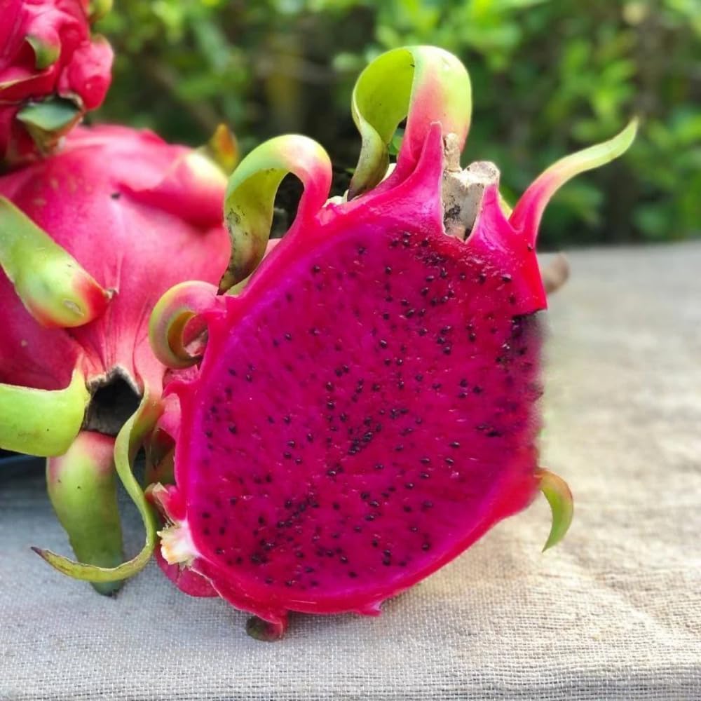 2 Baby Dragon Fruit Tree Live Plant, 4 to 7 Inc, Live Dragon Fruit Plant, Sweet Fruit Plant Outdoor Garden