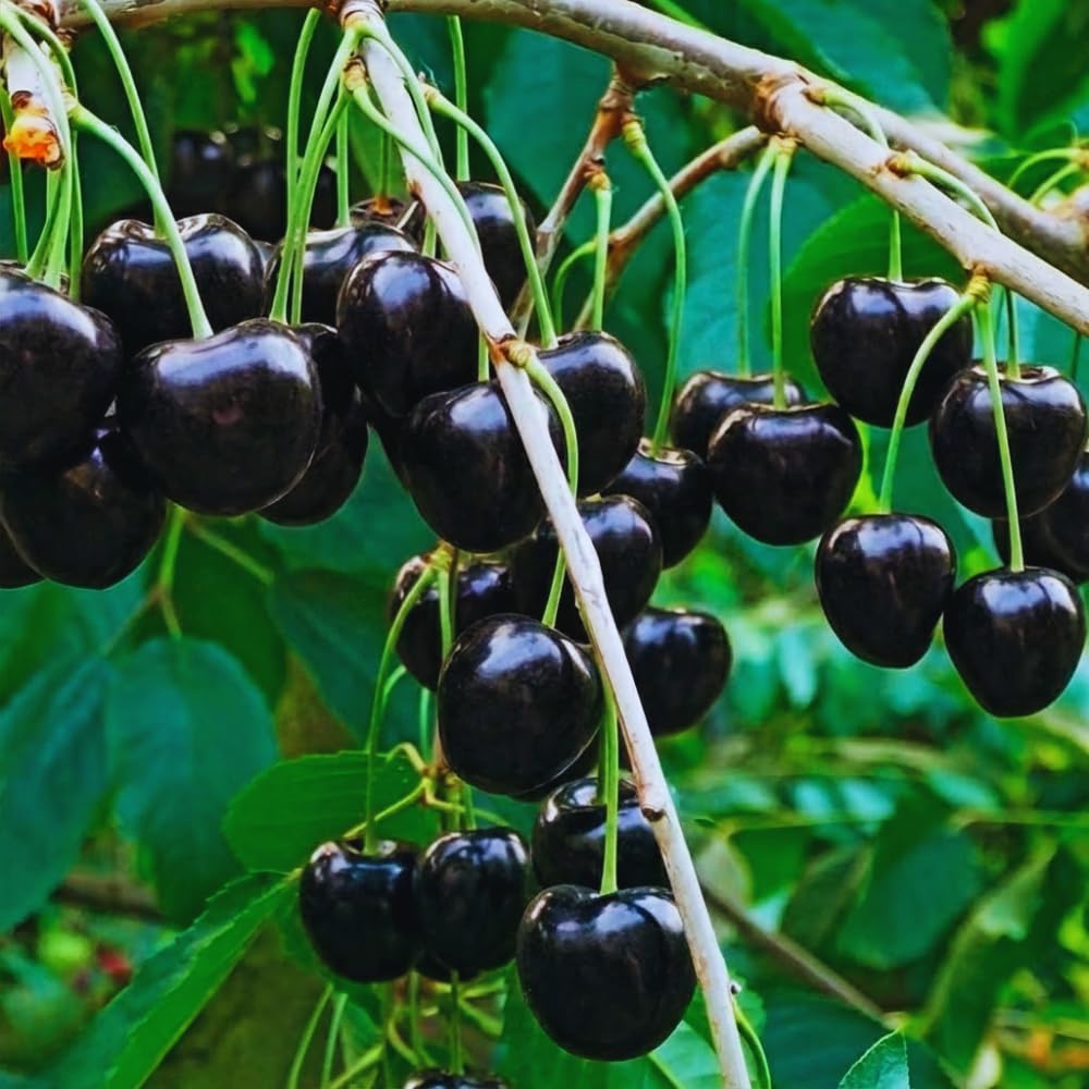 2 Black Cherry Trees Live Plants Bare Roots, Sweet Cherry Fruit Tree Plant for Gardening Outdoor, 1 to 1.5 FeetTall