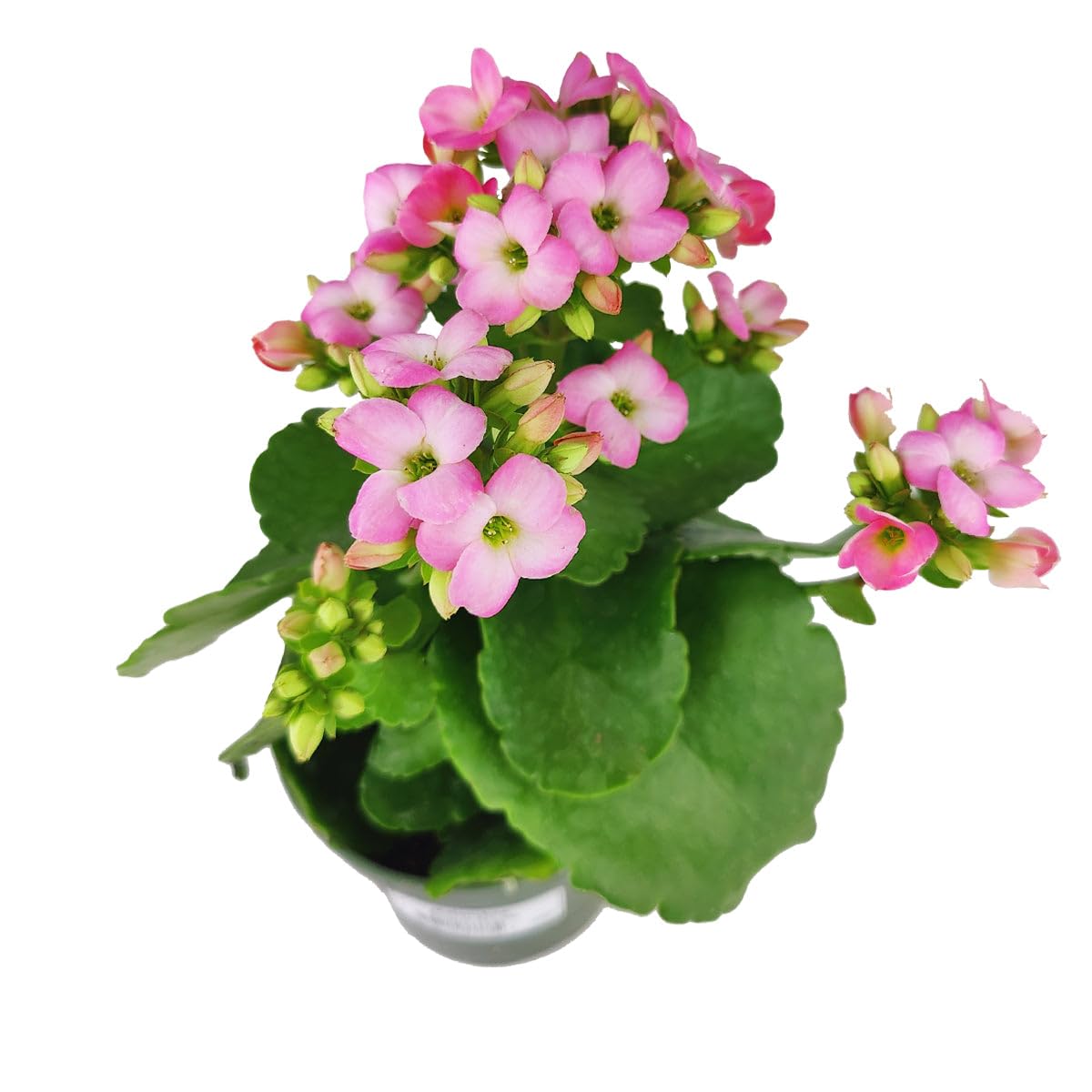 Live Indoor Flowering Houseplants, Pink Kalanchoe blossfeldiana Flaming Katy in 4" Grower Pot, Easy Care Houseplants, Live Plants for Home and Office Decor