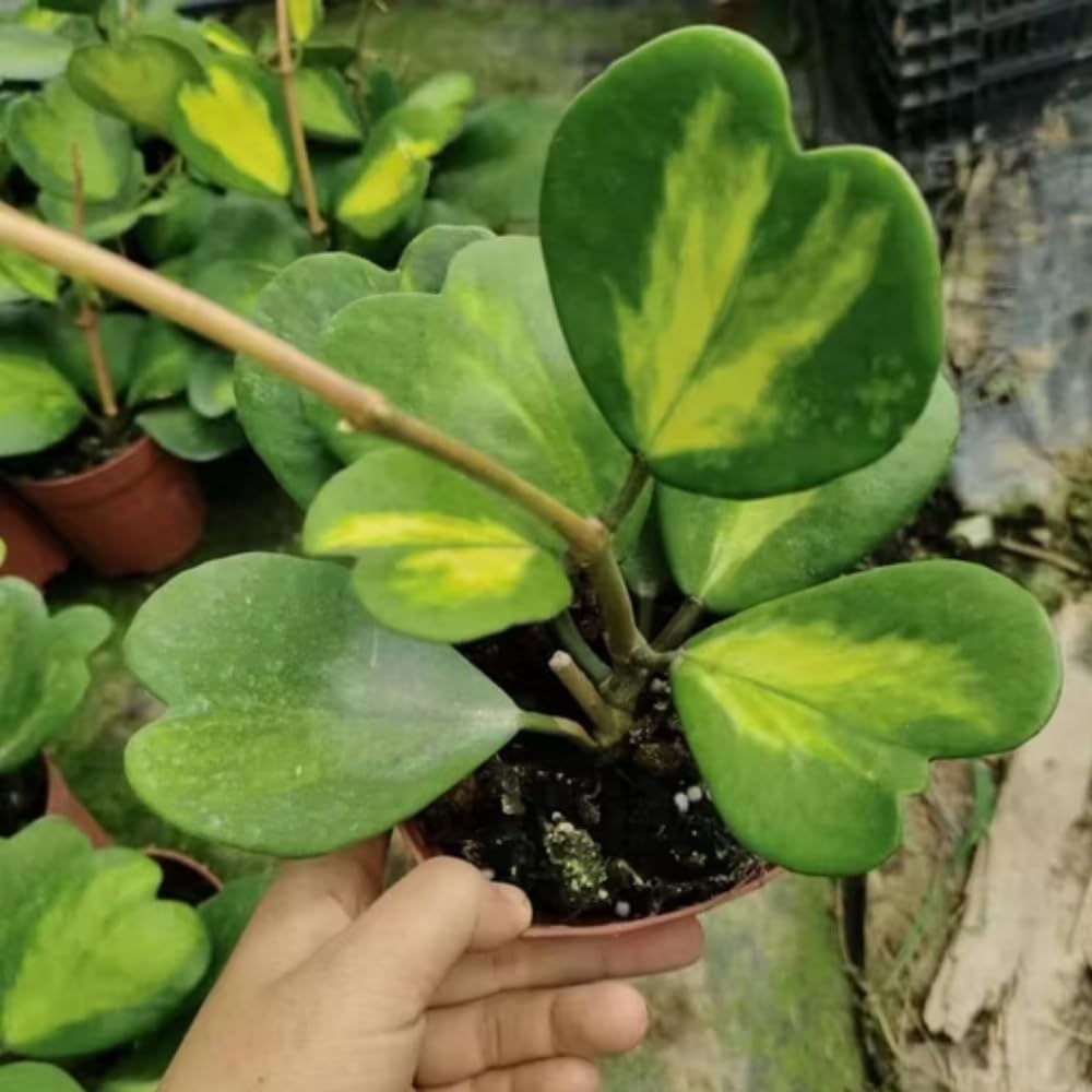 Hoya Kerrii Plant, Variegated Hoya Heart Plants Live Houseplants in 4 Inch Pot, Perennial Vine Plant for Indoor Outdoor Garden, Multiple Leaves