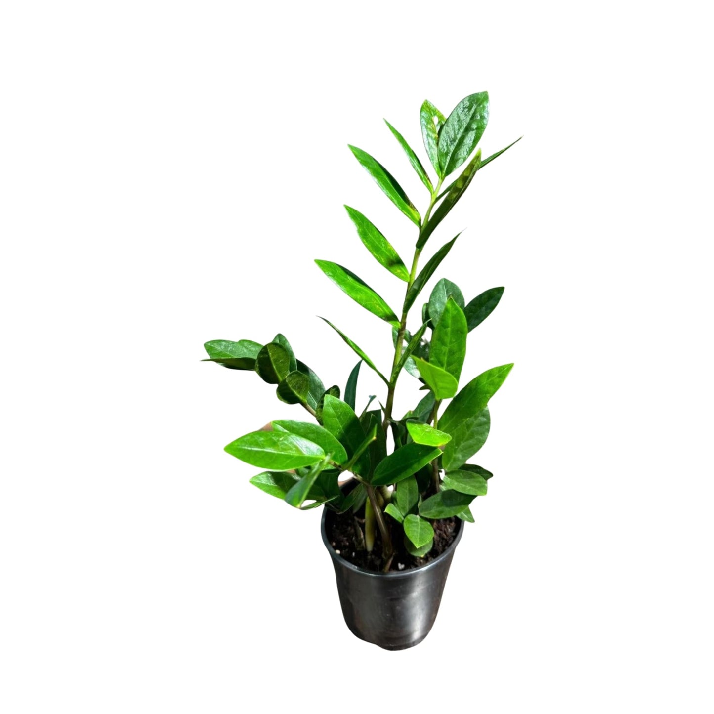 PLANTVERS Green ZZ Plant – Zamioculcas Zamiifolia | Hardy Tropical Foliage with Upright Glossy Leaves | Low-Light Tolerant & Easy Care for Home or Office Display (4" Grow Pot)