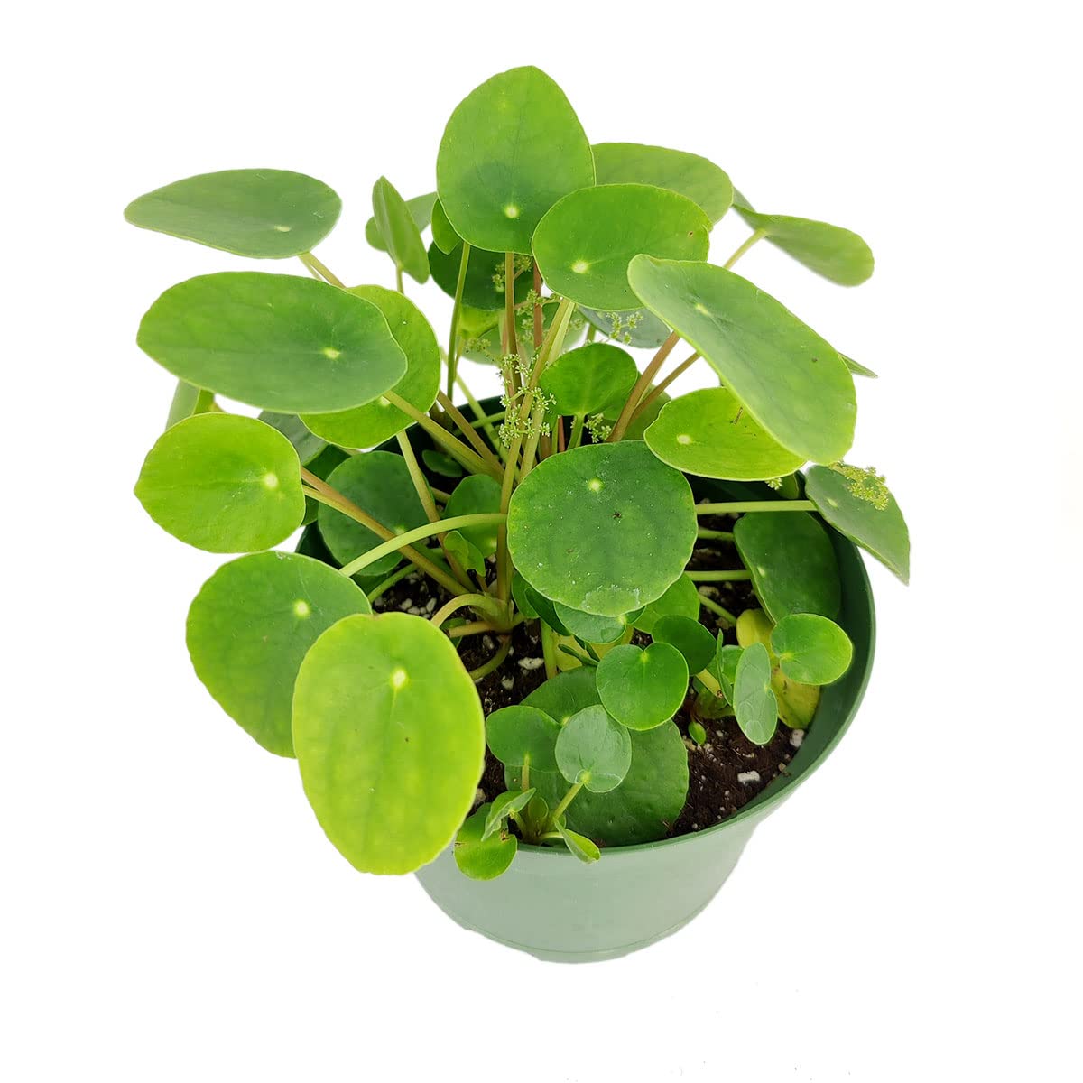 Pilea Peperomioides (4" Grower Pot) - Air-Purifying Bright Light Houseplant - Easy to Care Houseplant Decoration for Office and Apartment