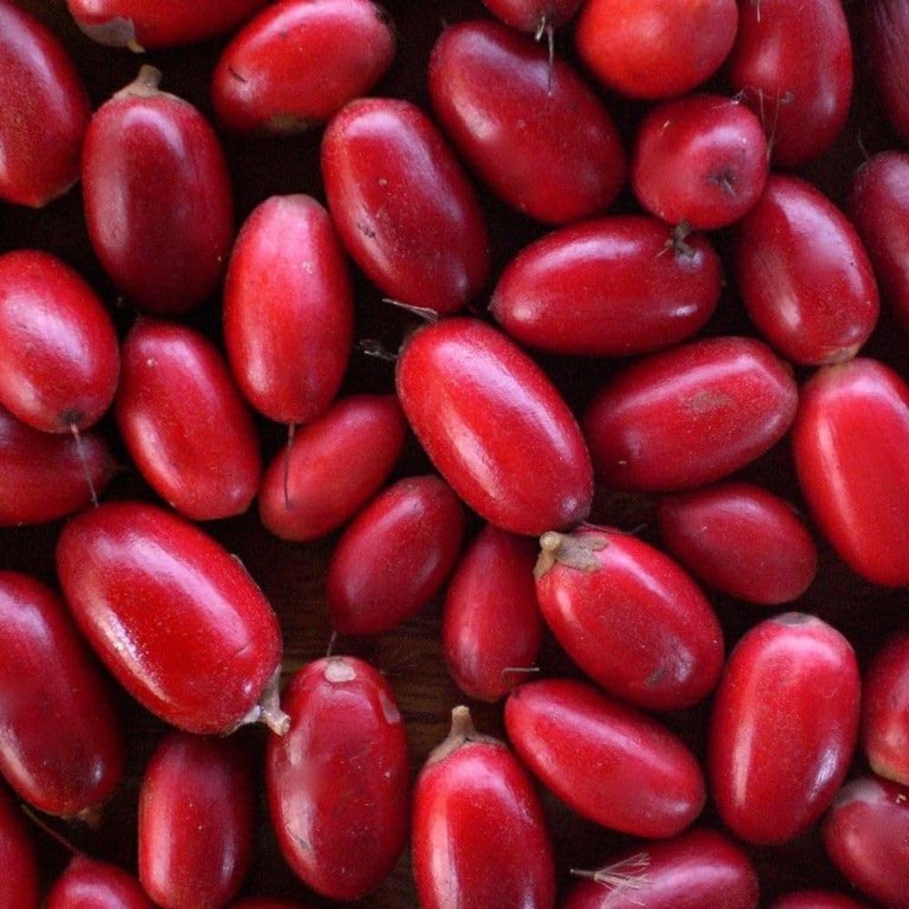 Miracle Fruit Tree 1-2ft Tall, Miracle Fruit Tree Plant Live for Planting in Garden, in 1 Gallon Pot, No Ship to CA