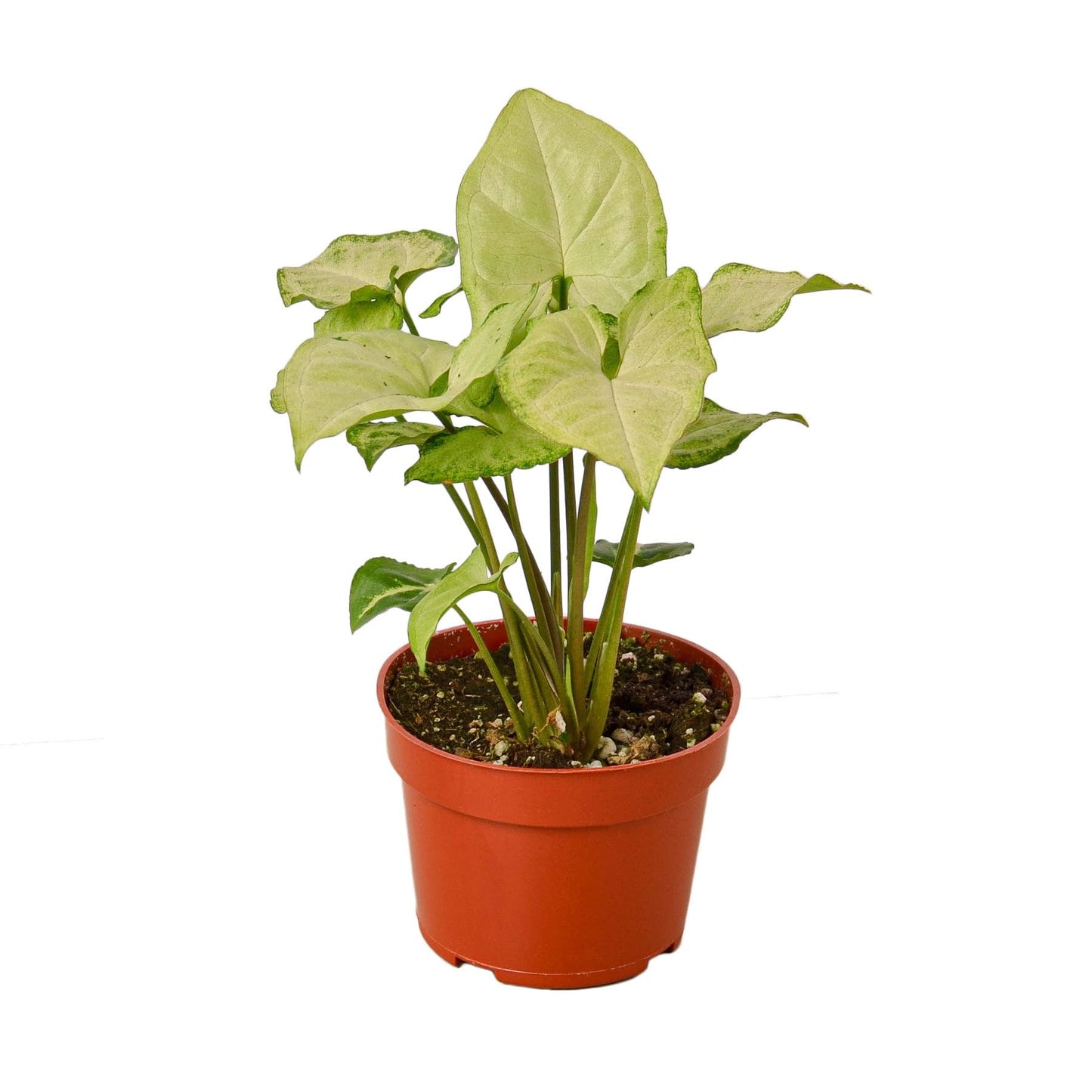 Syngonium White Butterfly | Live Plant for Indoor & Outdoor | for Living Room, Office, Bathroom | (6" Pot)
