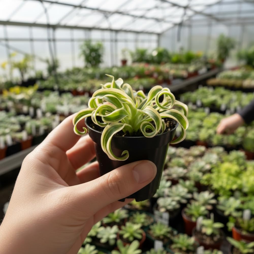 Curly Spider Plant, Spider Plant Live Houseplant, Well Rooted in 2 Inc Pot, 3-5 Inc Tall, Variegated Foliage, Easy Care Houseplant for Home and Office Decoration