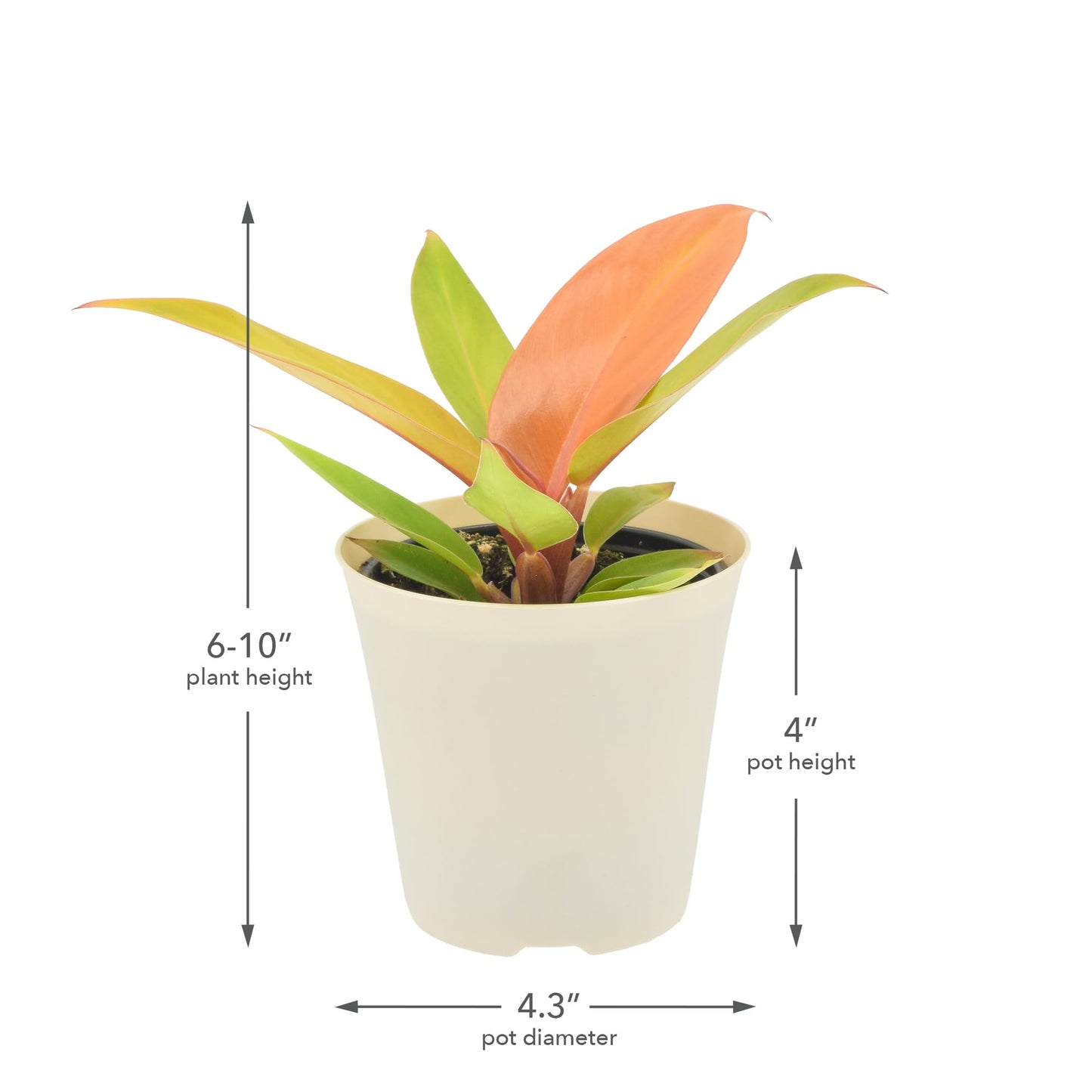 Arcadia Garden Products Live Prince of Orange Philodendron Rare Indoor Houseplant in Plastic Pot, Tropical Plant Collector Gift for Home and Garden Decor, 4-inch, Beige