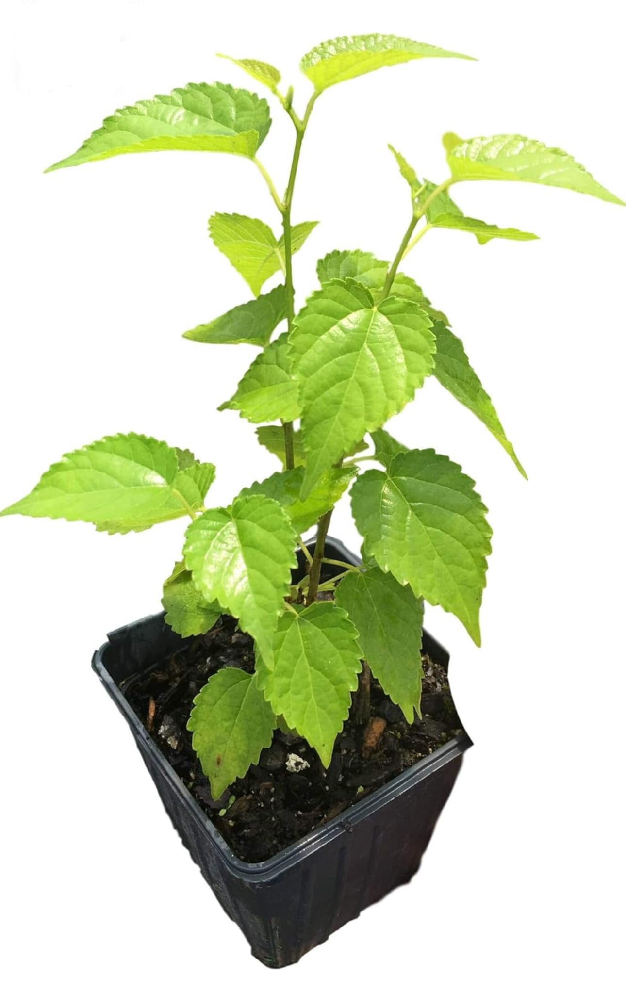 Mulberry Dwarf Everbearing 1 Live Plant in 3x6 Inch Pot