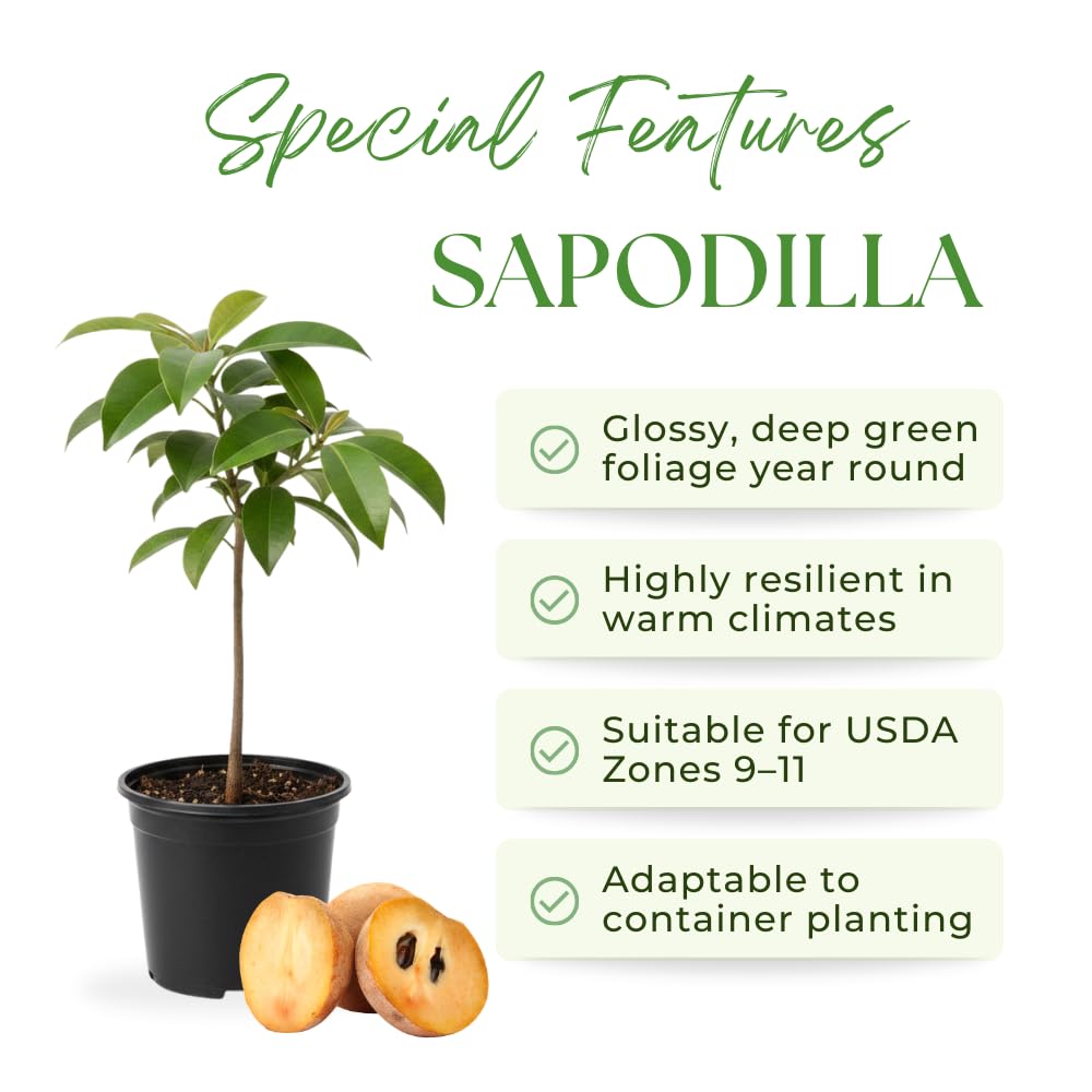Sapodilla Tree Live Plant, Sapote Seedling in Half Gallon Pot, 6 to 10 Inches Tall, Sapodilla Plant for Outdoor Garden