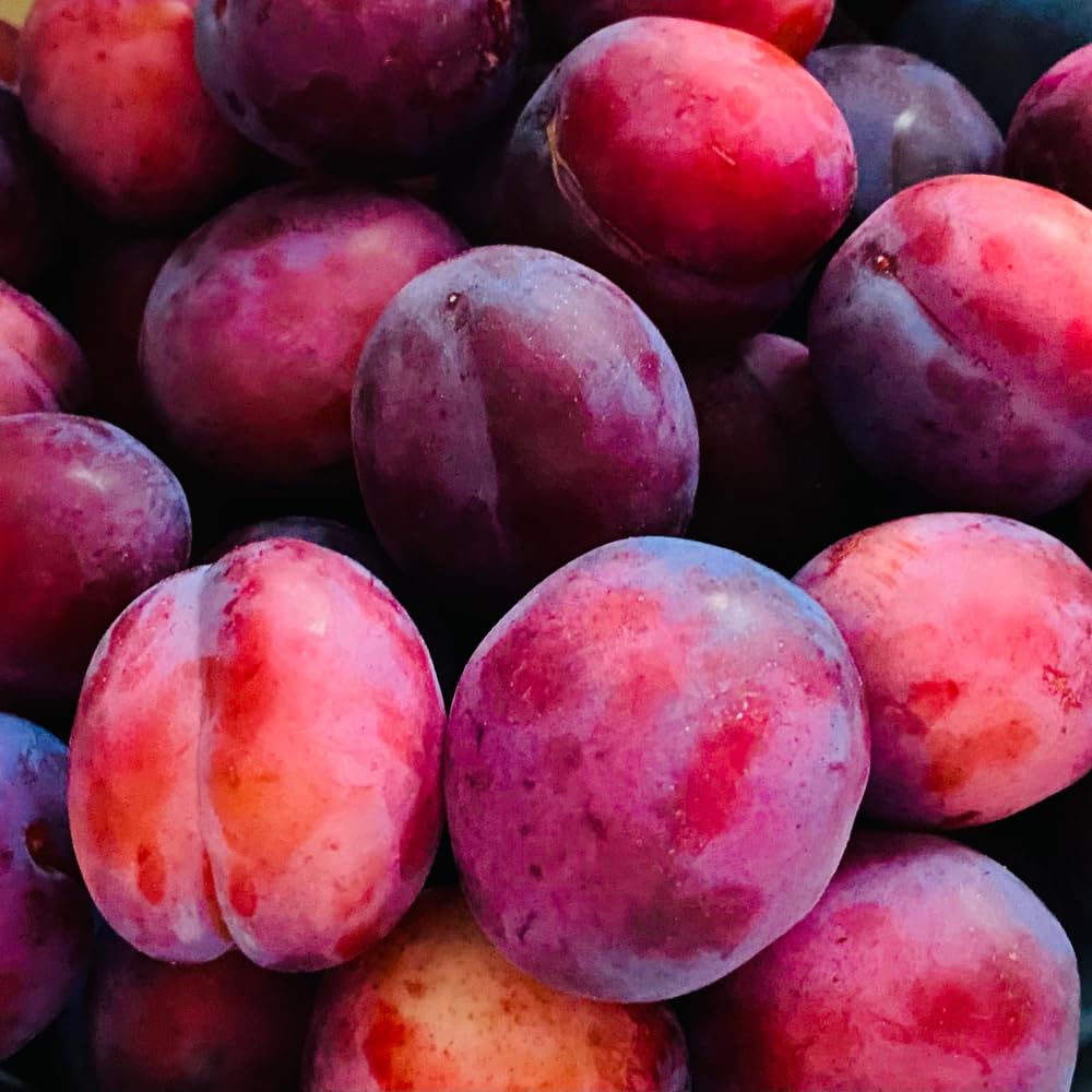 Santa Rosa Plum Trees Live Plants, Live Plum Tree in 3 Gal Pot, Large Plant from 3 Feet Tall, Sweet and Juice Fruit for Outdoor Gardening, No Ship to CA