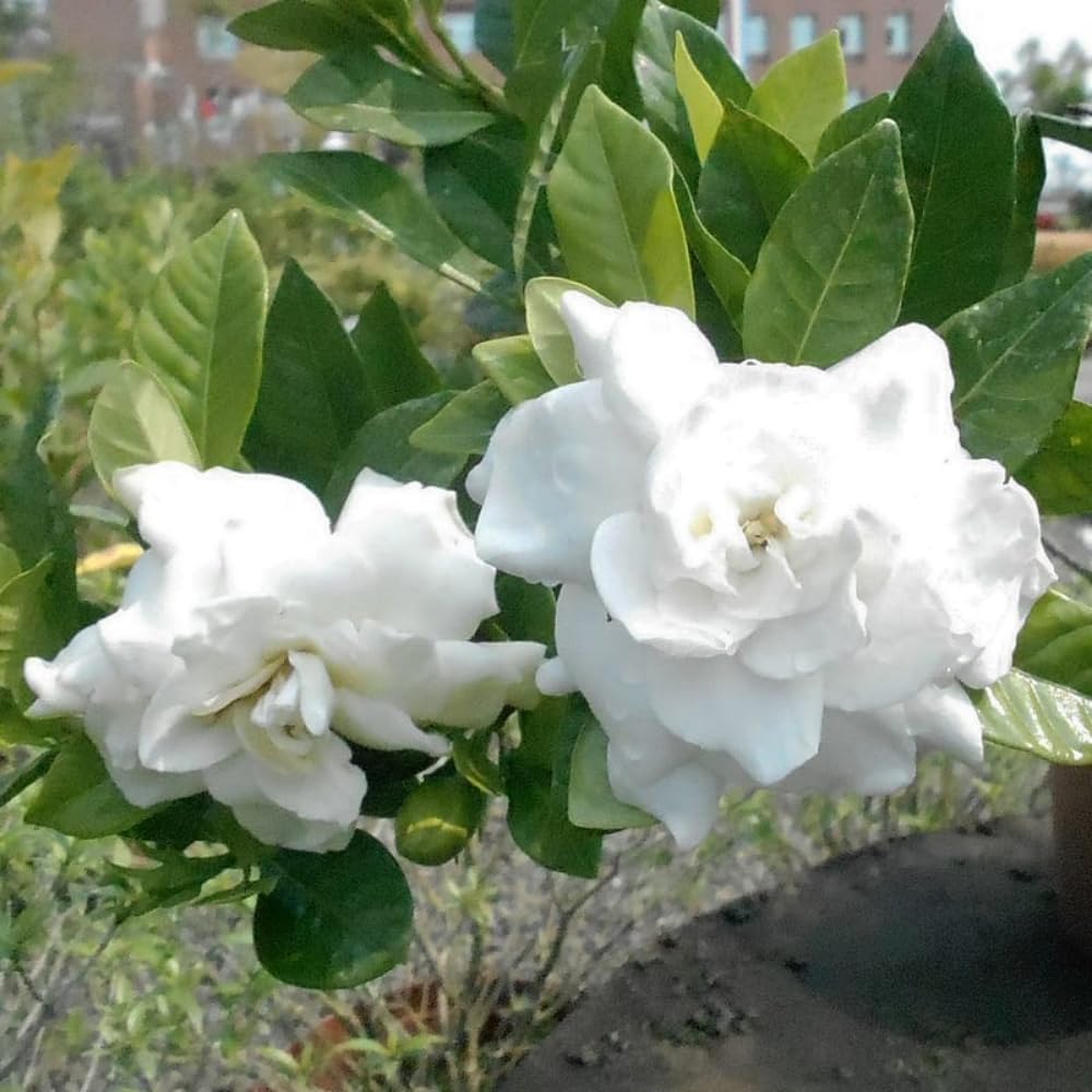 Set 2 of Jasmine Plants Live, Frost Proof Gardenia Plants Live, 5 Inches and 7 Inches Tall