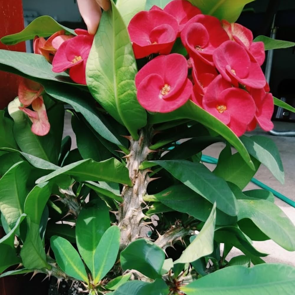 Red Crown of Thorns Live Plant in 4 Inch Pot, Euphorbia Milii Live Plants, Red Flower, 4-7 Inches Tall for Indoor Outdoor Planting
