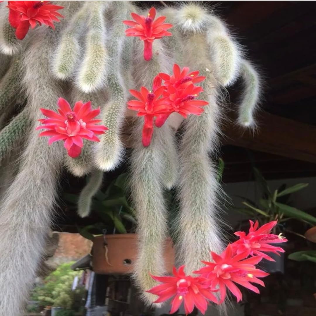 Rare Monkey Tail Cactus Live Plant – 7-9 Inch Succulent for Indoor & Outdoor, Unique Trailing Live Succulent, Ideal Gift for Plant Lovers