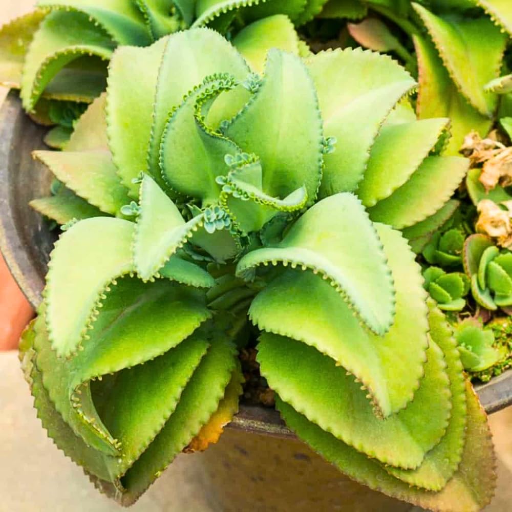 Kalanchoe Live Plant, Kalanchoe Mother of Thousands, Variegated Succulent Houseplant Indoor, 2 Inch Pot (Green)