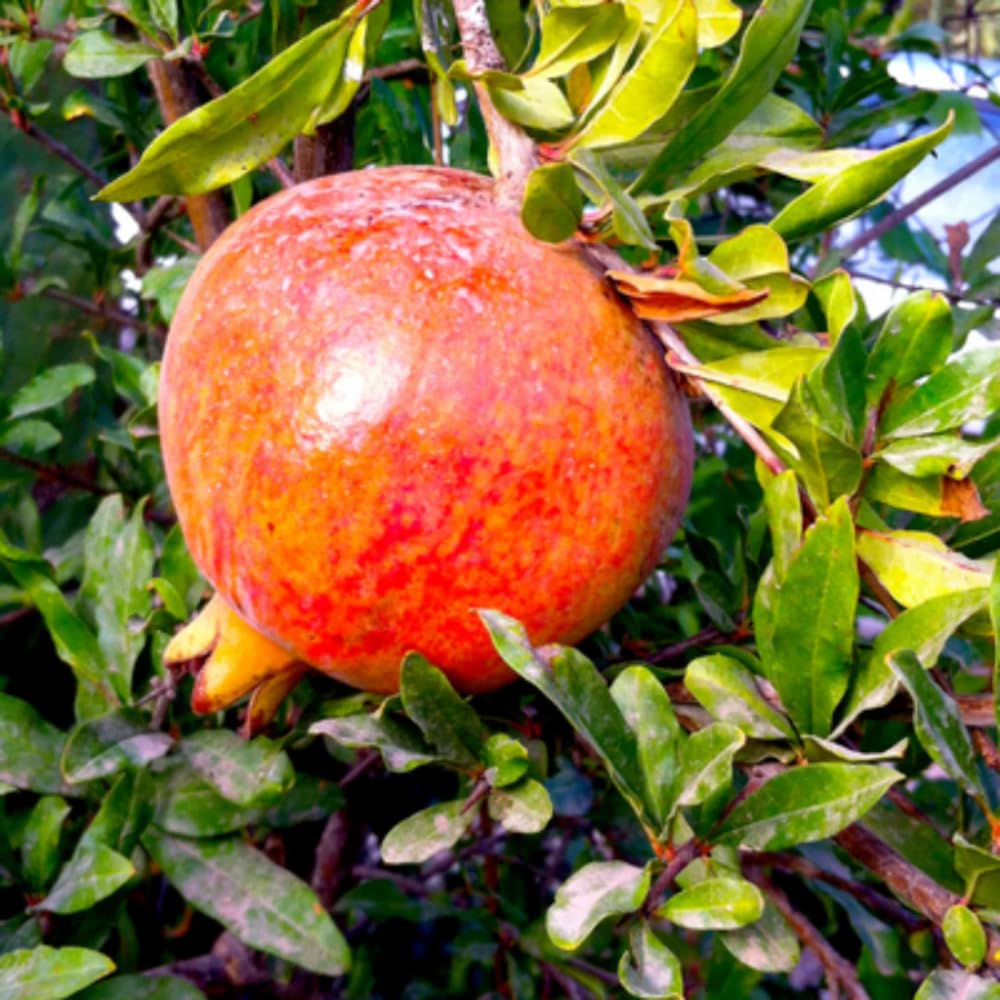 Red Pomegranate Tree Live Plant, 6-12” Tall, Sweet Pomegranate Fruit Plant in 4” Pot, Cold Hardy