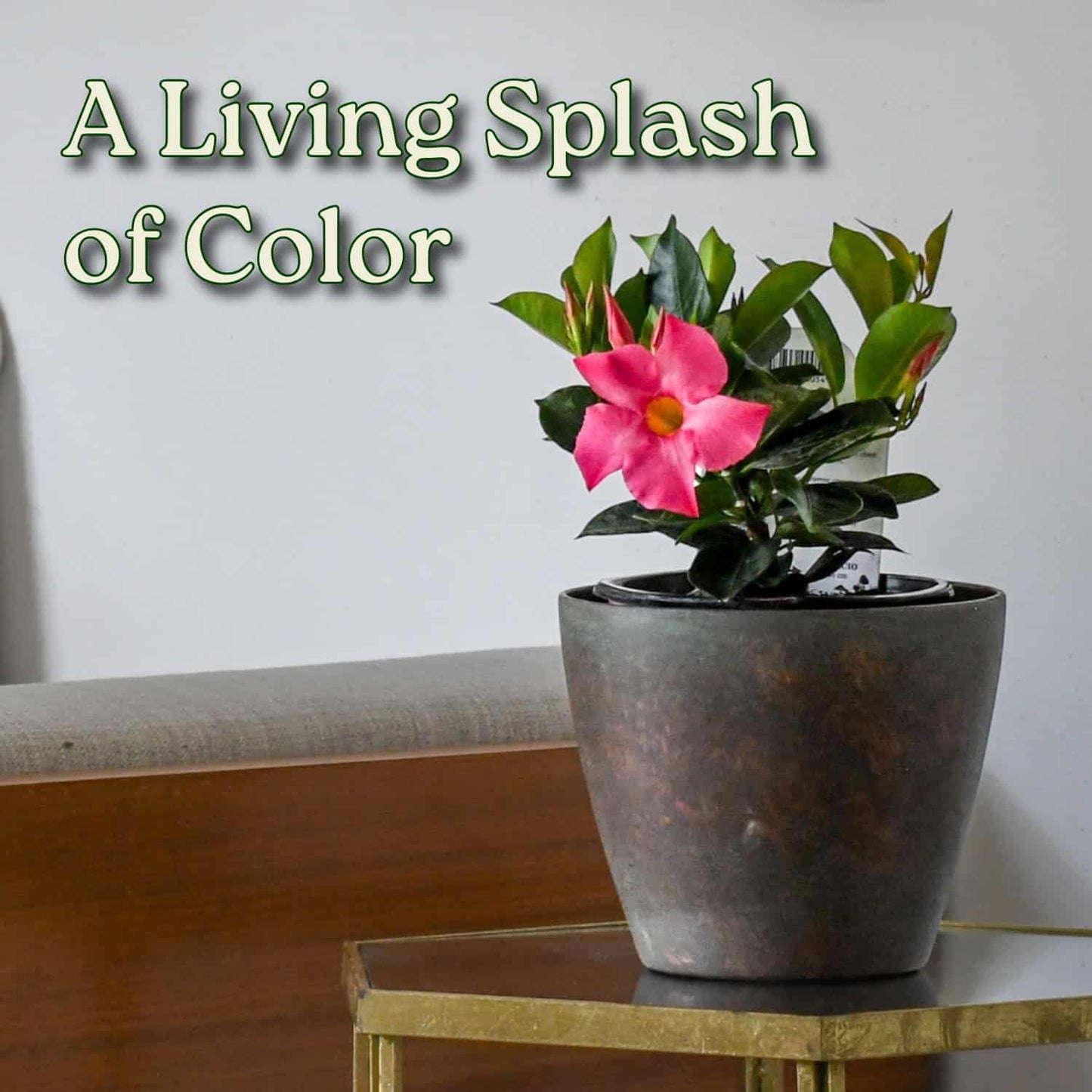 Tropical Plants of Florida Pink Dipladenia Live Plant - 1 Gallon 14 Inch Tall Tropical Flowering Bush Indoor Outdoor Patio Plant Mandevilla