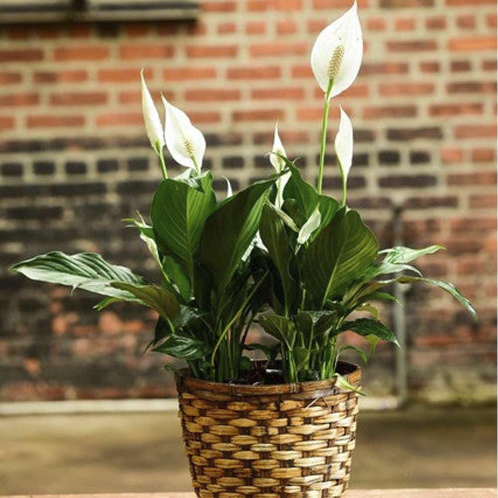 Spathiphyllum 'Peace Lily' Live Plant for Indoor | Different Houseplants in 4'' & 6'' Pot | Real House Plant for Living Room, Office, Desk & Bathroom | Peace Lily | Spathiphyllum