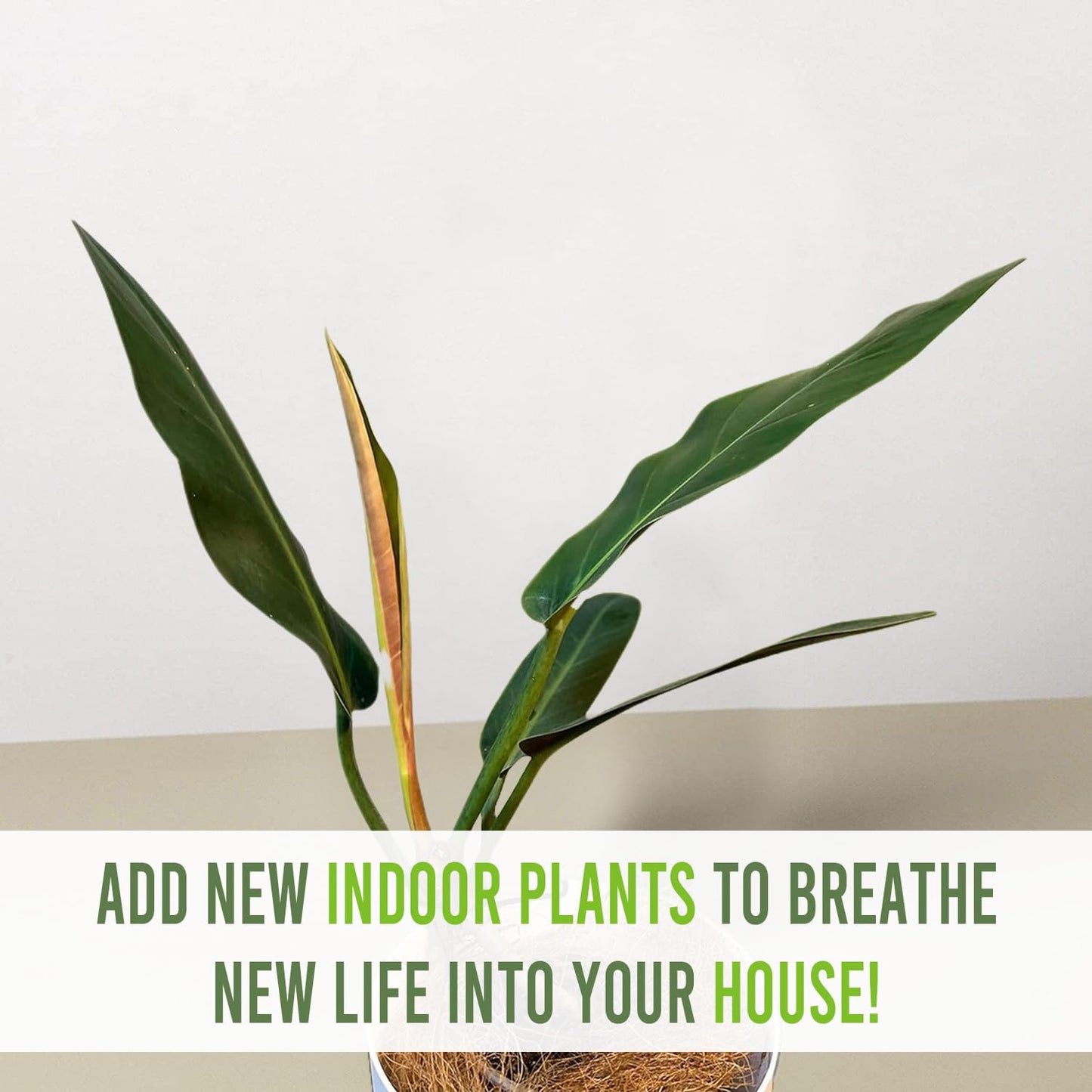 LEAL PLANTS ECUADOR Philodendron Patriciae Live House Plant| Air-Purifying Green Leaf Philodendron |Perfect for Home Decor, Unique Gift for Plant Lover