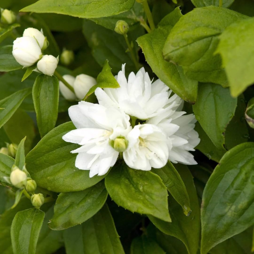 1 Year Old Philadelphus Mock Orange Bush Tree Live Plant, Very Fragrant, Cold Hardy, Dormant in Winter