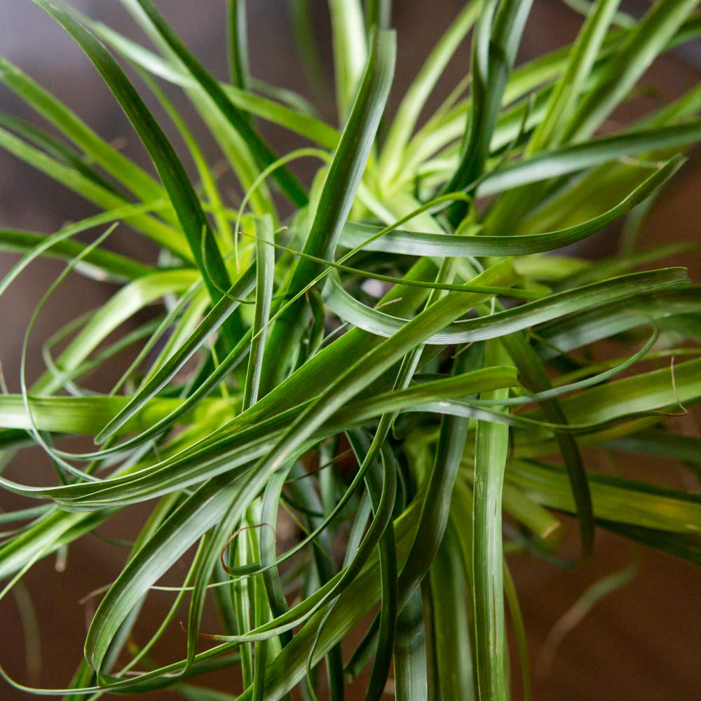 Perfect Plants Ponytail Palm | Beaucarnea Recurvata | 10in Tall | Easy Care Houseplant | Perfect for Bright Light Conditions, 6 in Grower's Pot, | Air Purifying