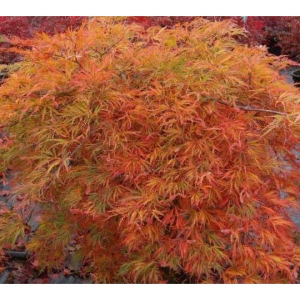 Orangeola Weeping Laceleaf Japanese Maple - Live Plant - Trade Gallon Pot