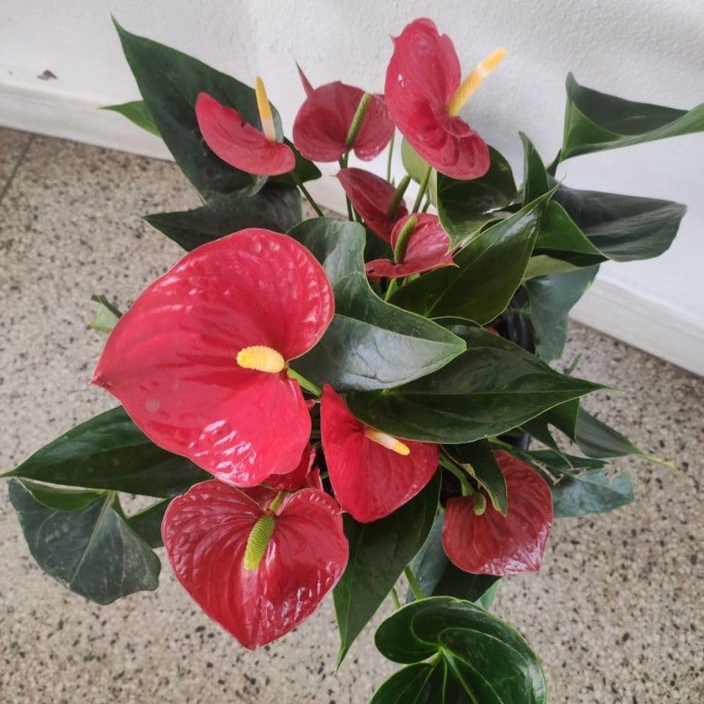 Red Anthurium Live Plant, 6 Inch Pot, Ornamental Anthurium Plant, Indoor Flowering Houseplant for Home Decor and Office