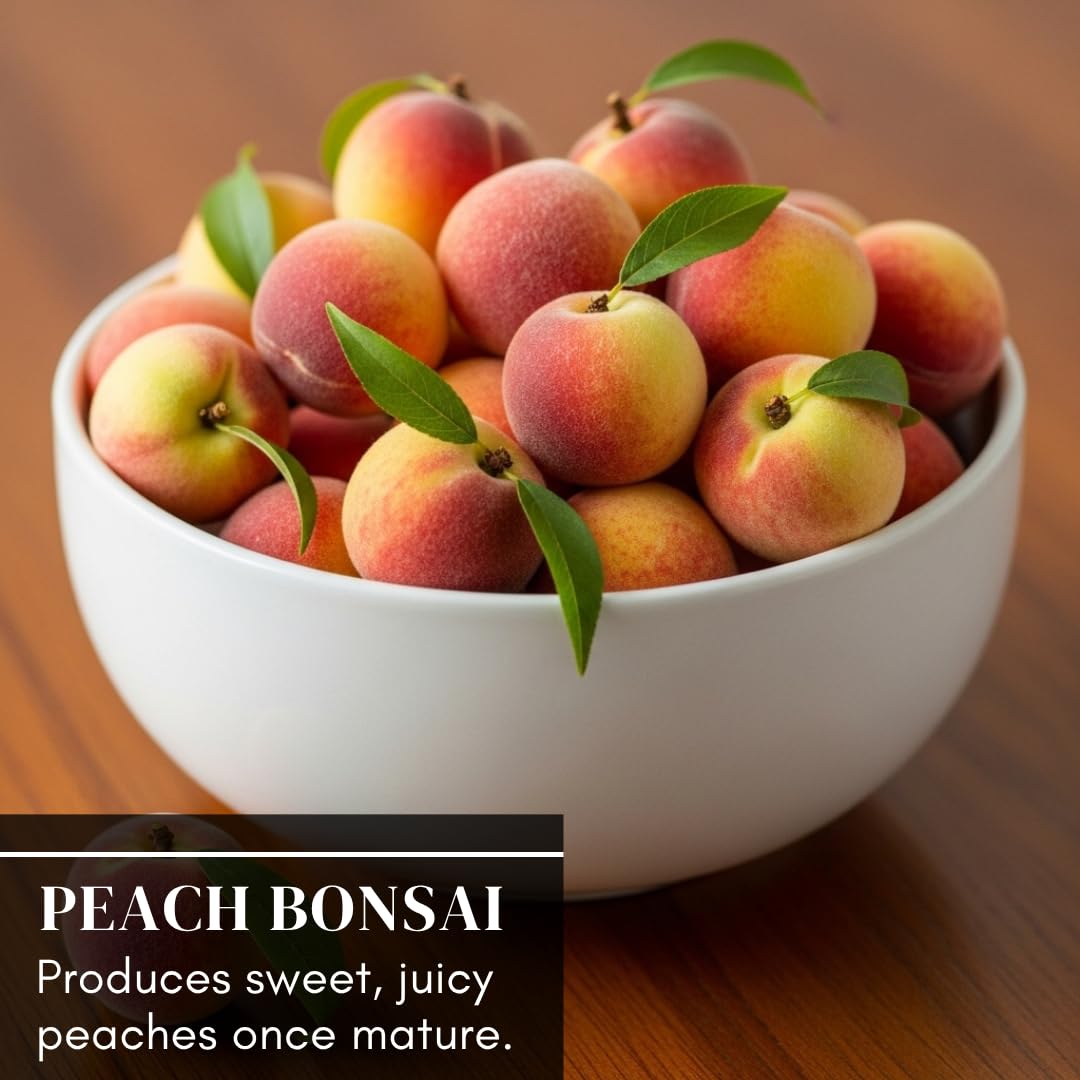 Bonsai Peach Tree Seeds – 5 Large Seeds for Miniature Fruit-Bearing Trees – Easy to Grow, Hardy, Produces Sweet Peaches - Great for Beginner Bonsai - Ideal for Home Garden