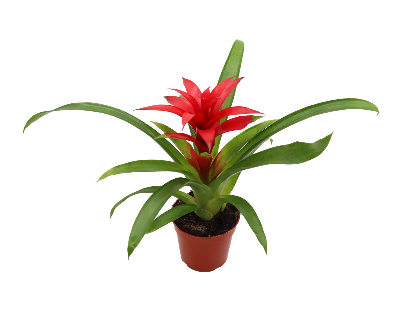 Bromeliad Red or Orange -4'' from California Tropicals