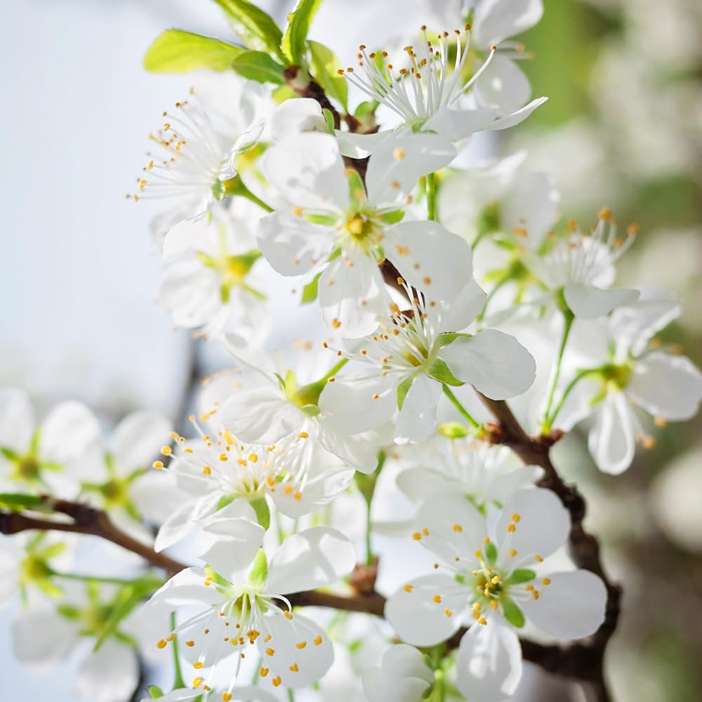 Cherry Plum Tree, Small, Cherry-Like Plum with a Sweet, Tart Flavor, 2-3 ft Tree Height, 5 gal. Grower Pot (Due to Agricultural Laws, we Cannot Ship to CA, AZ, AK, or HI)
