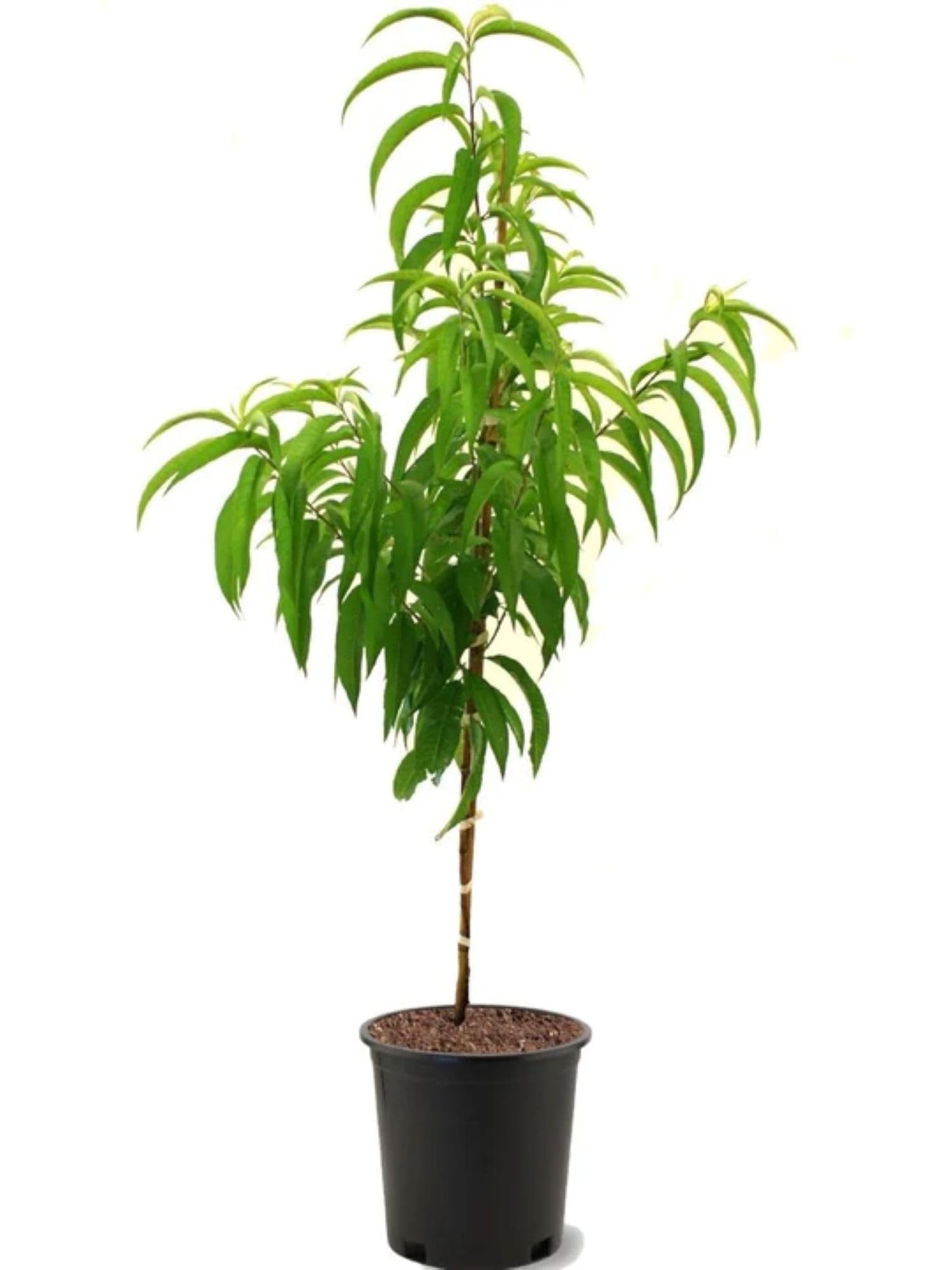 American Plant Exchange Elberta Peach Tree, Live Large 5-Gallon Pot, Heirloom Variety, Pink Blossoms, Large Yellow Peaches, Self-Pollinating, Juicy Fruit for Fresh Eating or Canning