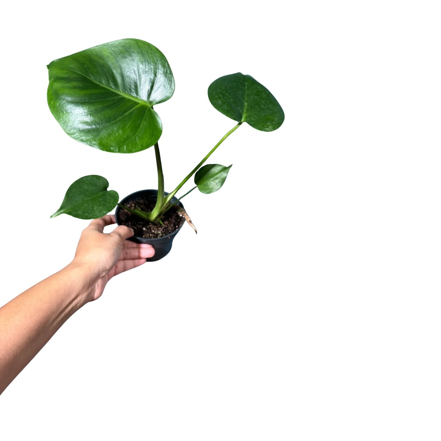 PLANTVERS Live Monstera Deliciosa in a Nursery Pot | Tropical Air Purifying Indoor Plant | Low Maintenance Large Leaf Houseplant | Easy Care Home or Office Décor Plant (2" Grow Pot)