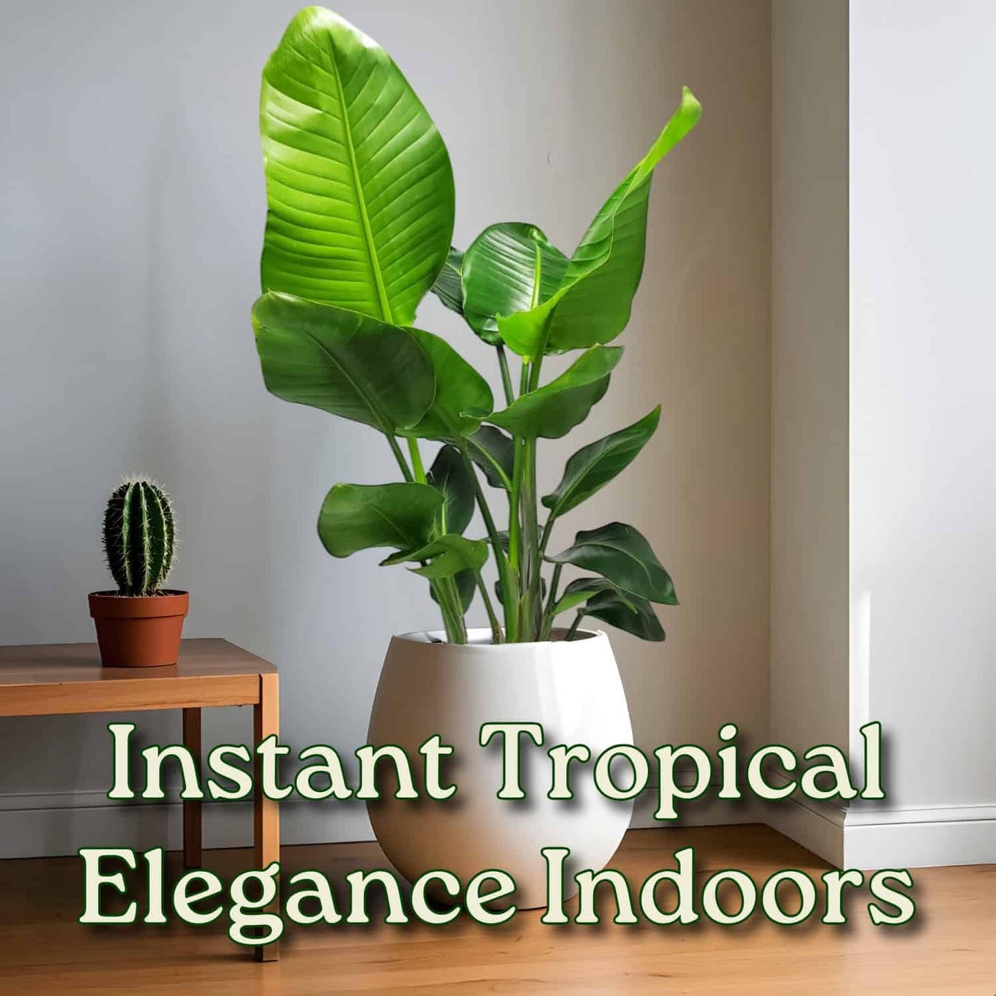 Tropical Plants of Florida White Bird of Paradise Live Plant - 3 Gallon 30 to 36 Inch Tall Indoor Outdoor Tropical Foliage Plant Large Strelitzia Nicolai Houseplant