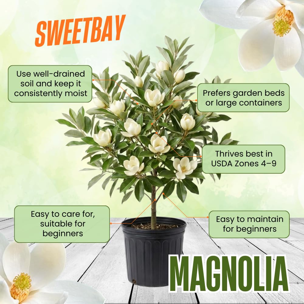 Magnolia Plant Live 6 to 12 Inches Tall, in 2.5 Inches Pot, Magnolia Tree Live Plant, Fragrant Magnolia Flowers (Sweetbay Magnolia)