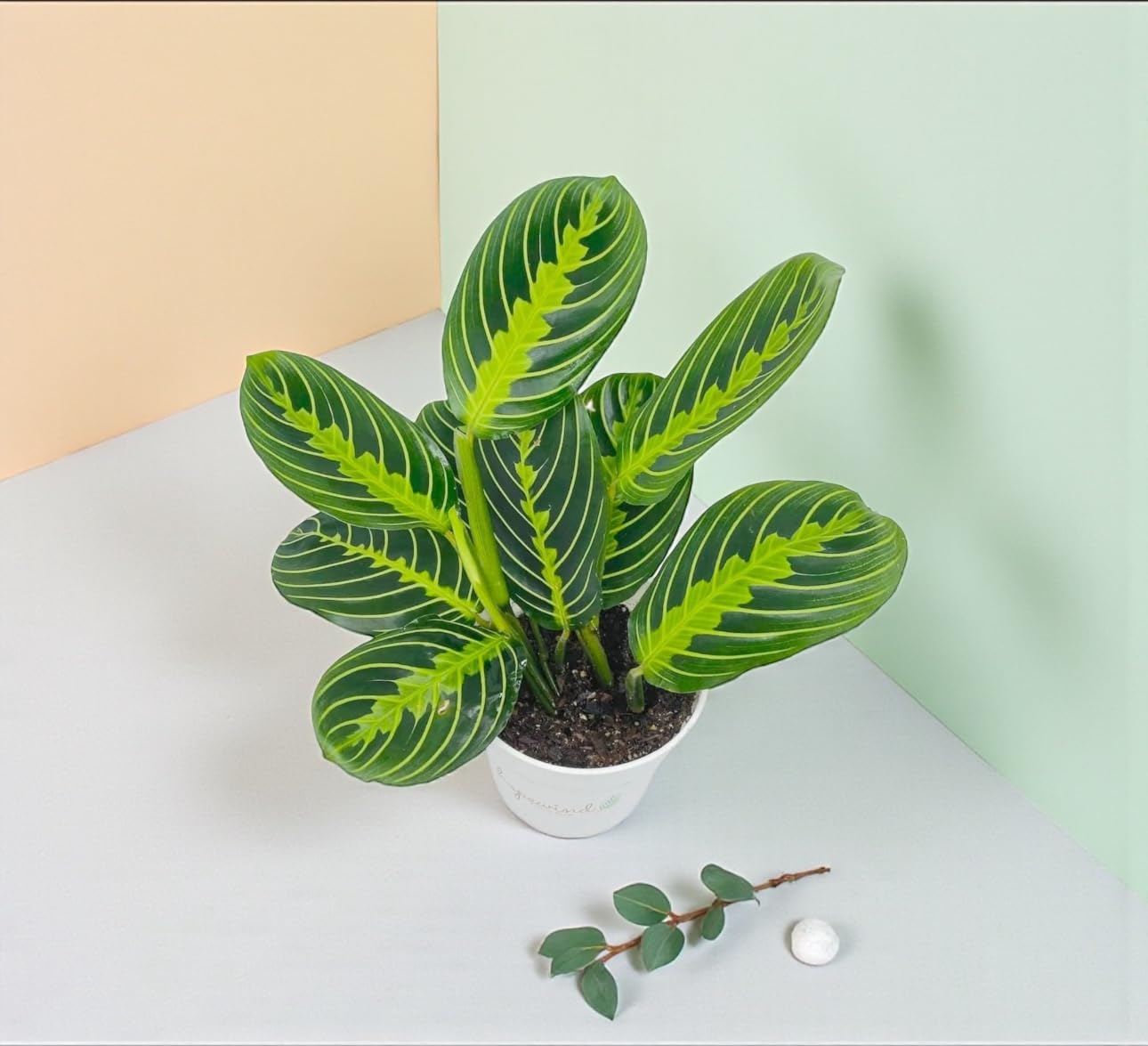 Live Plant, Lemon Lime Maranta Prayer Plant, Pet Friendly, Air Purifying Plant, Easy Care, Easy to Grow Live Indoor Plant, Houseplant, Rare Indoor Plant, Home Décor 4 inch White Pot